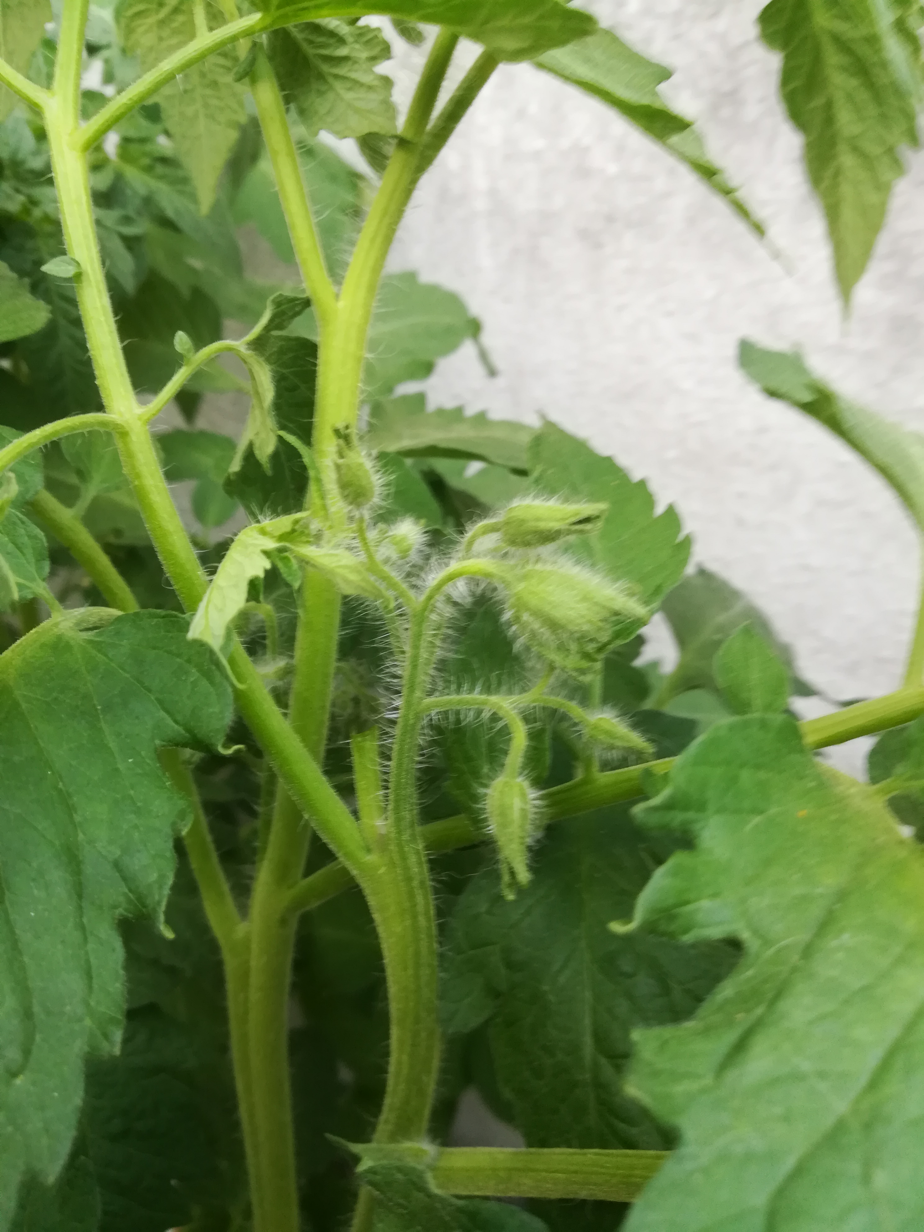 Aparecimento da flor no tomateiro