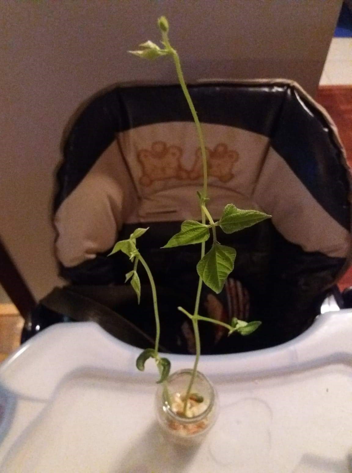 Crescimento da planta