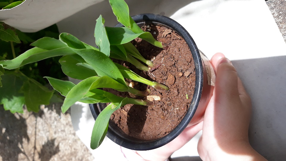 Primeiras plantas em crescimento.