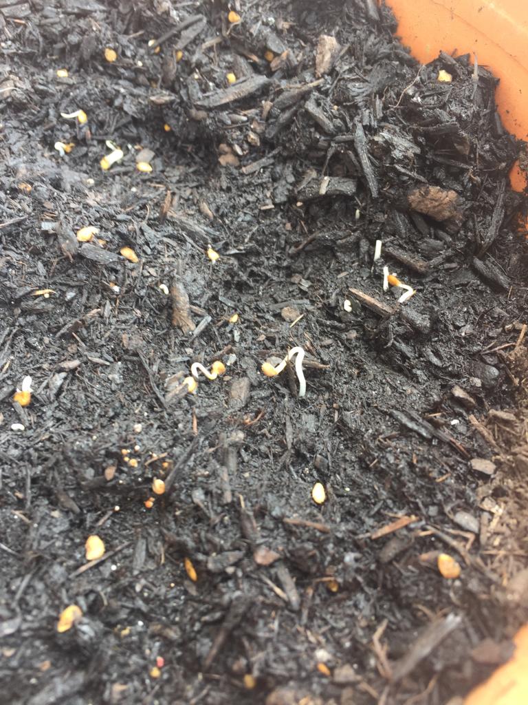 Após alguns dias as sementes germinaram