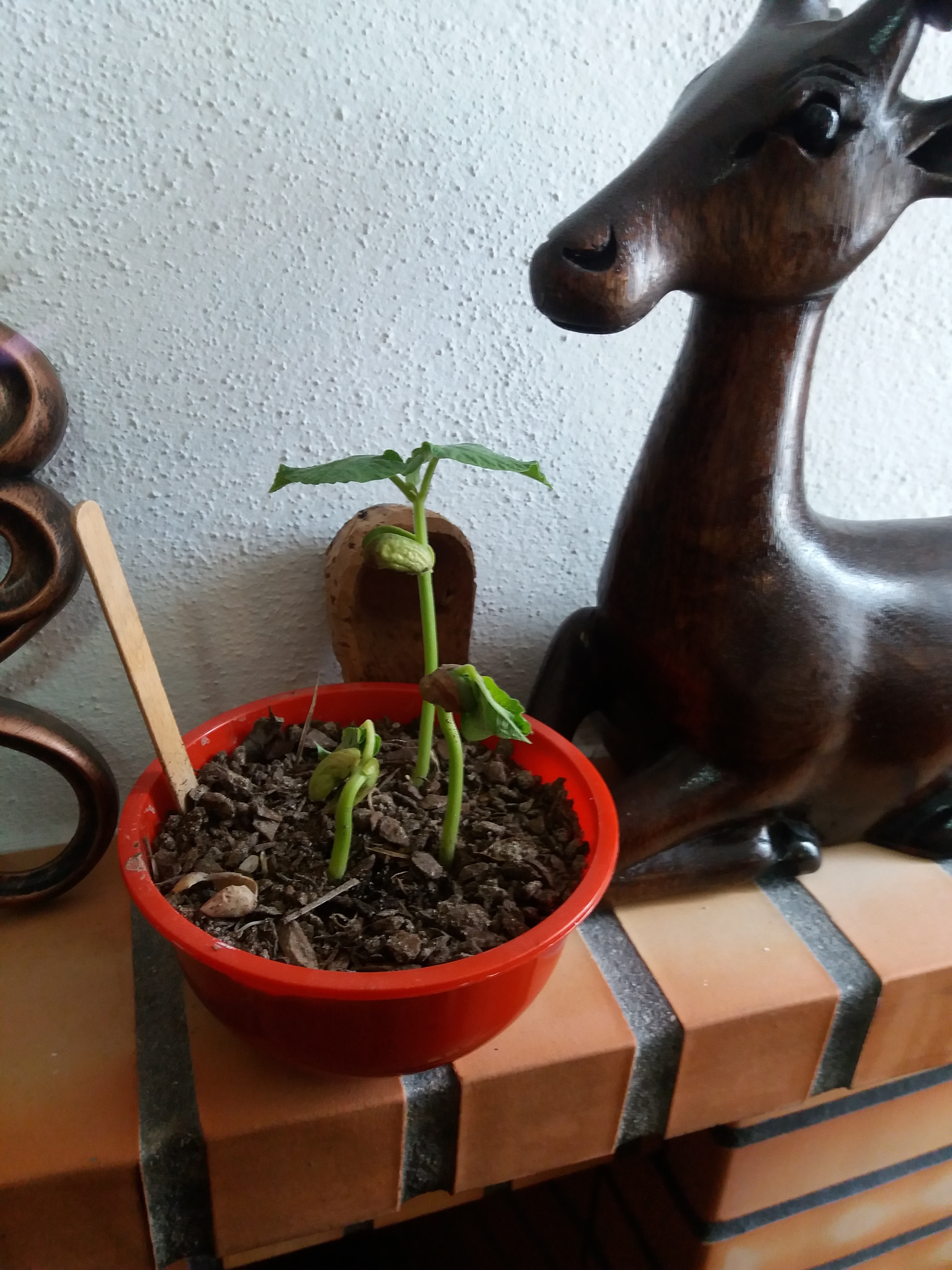 A planta está a crescer!