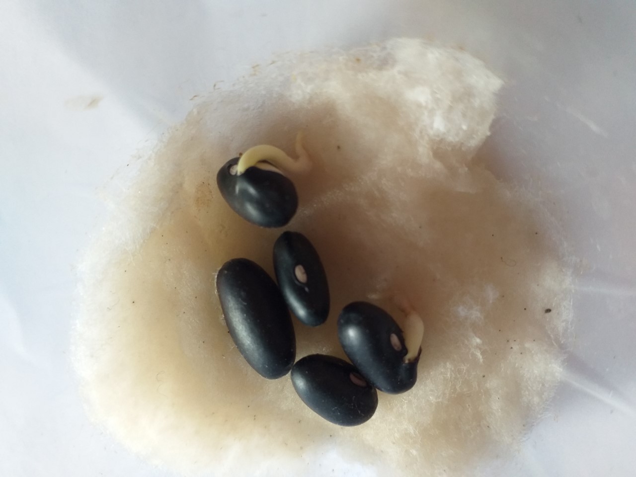 Início da germinação das sementes de feijão preto