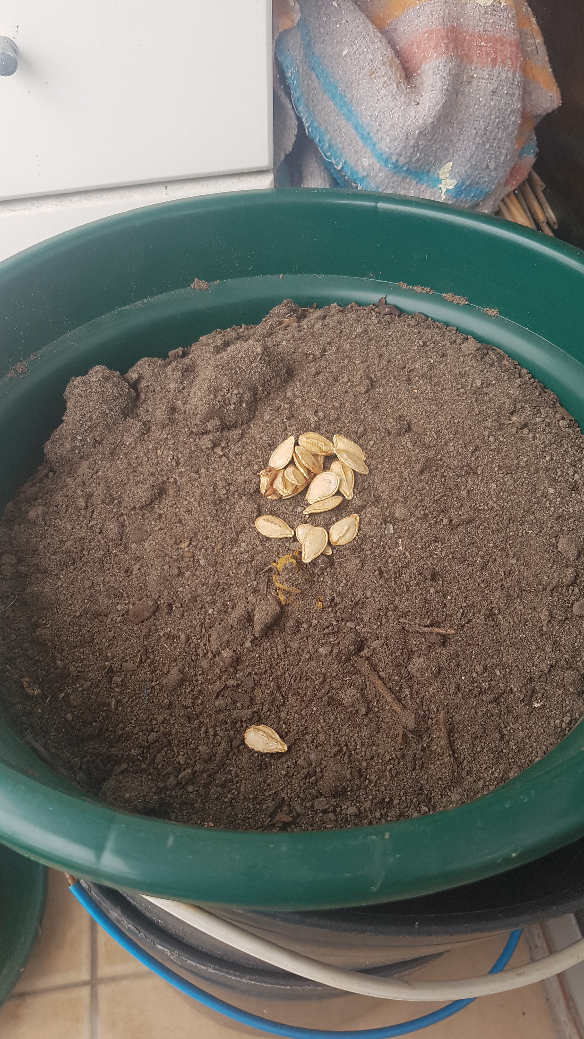 Jicanedo1-sementes aboboreira