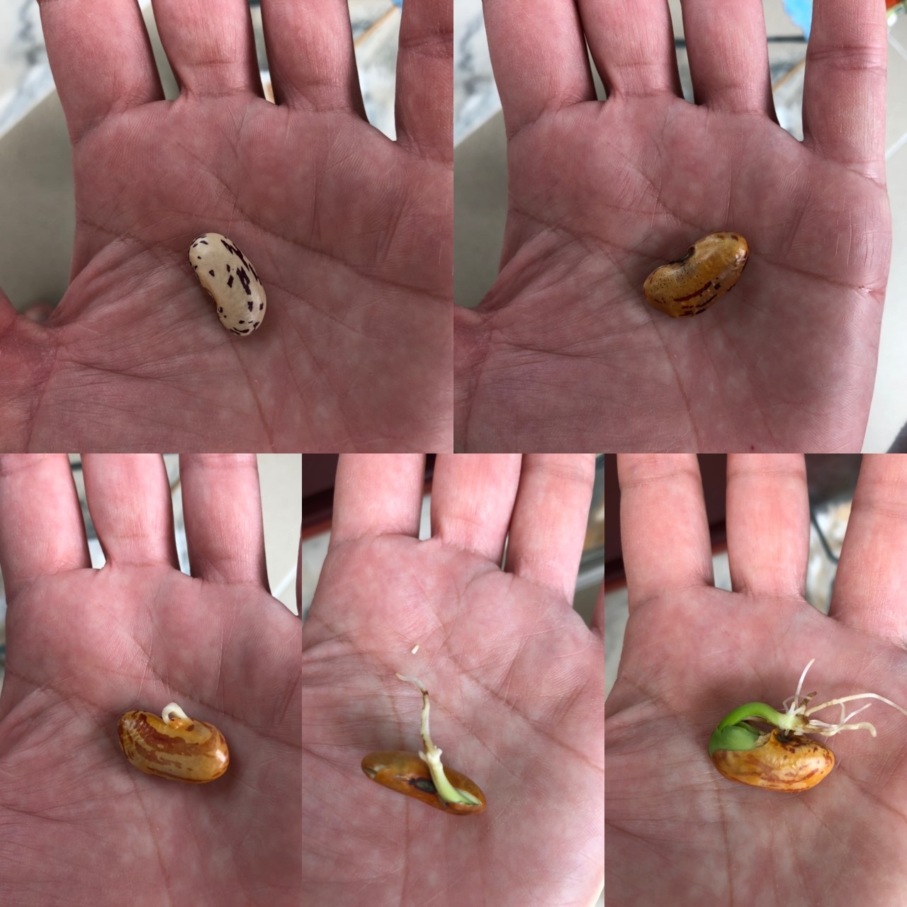 Semana 1 - Evolução da semente