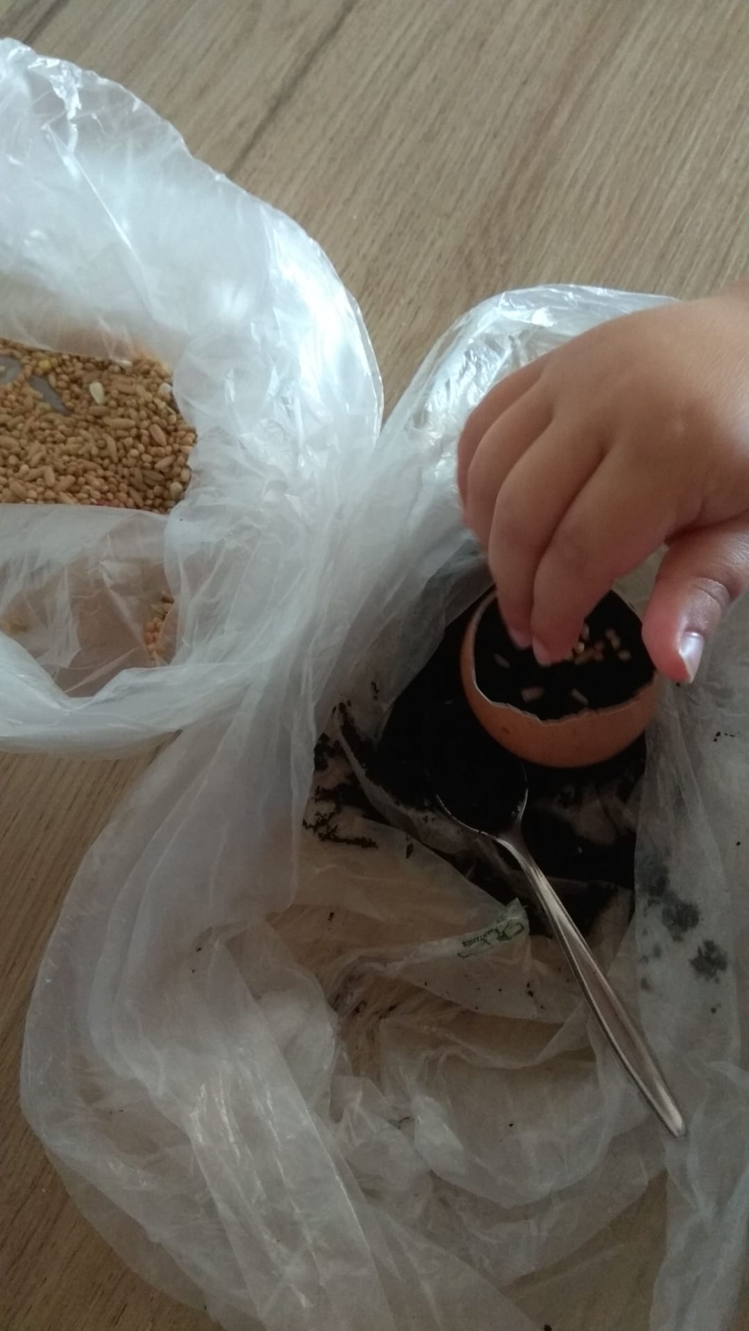 1º dia - pôr a semente "alpista" nas cascas de ovos.