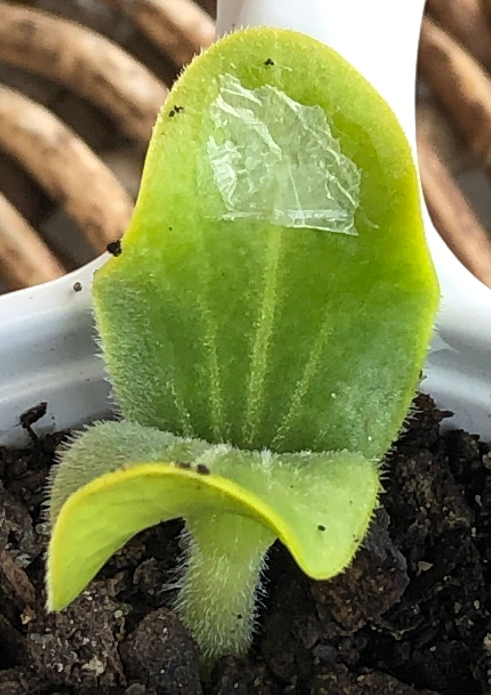 O crescimento da planta após uma semana começa a ser visível.