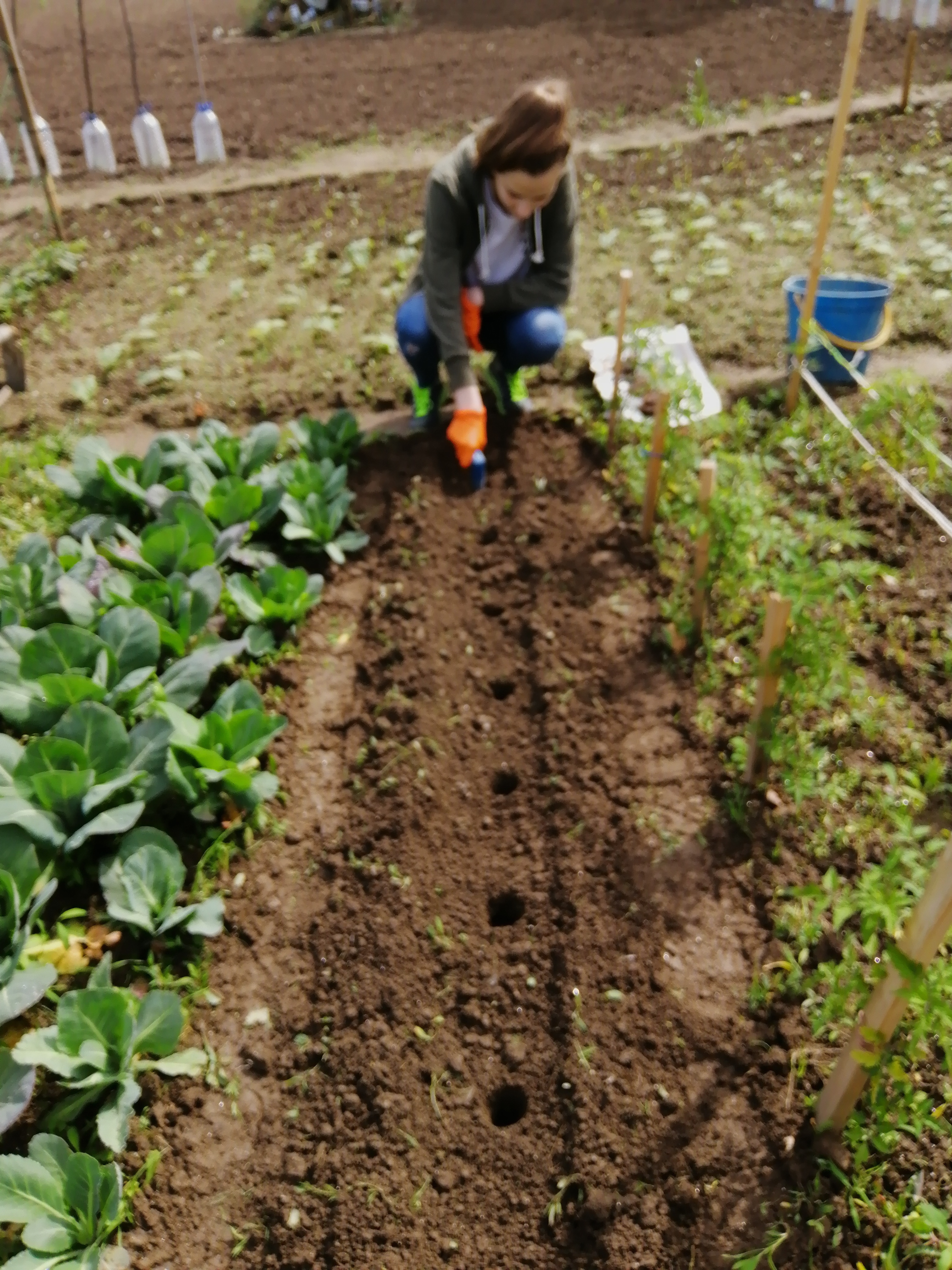 Fazer buracos na terra, para plantar os brócolos.