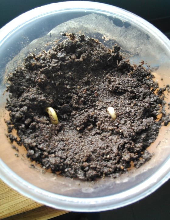 Semana1_germinação das 2 primeiras sementes
