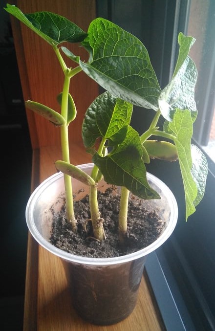 Semana3_crescimento da jovem planta