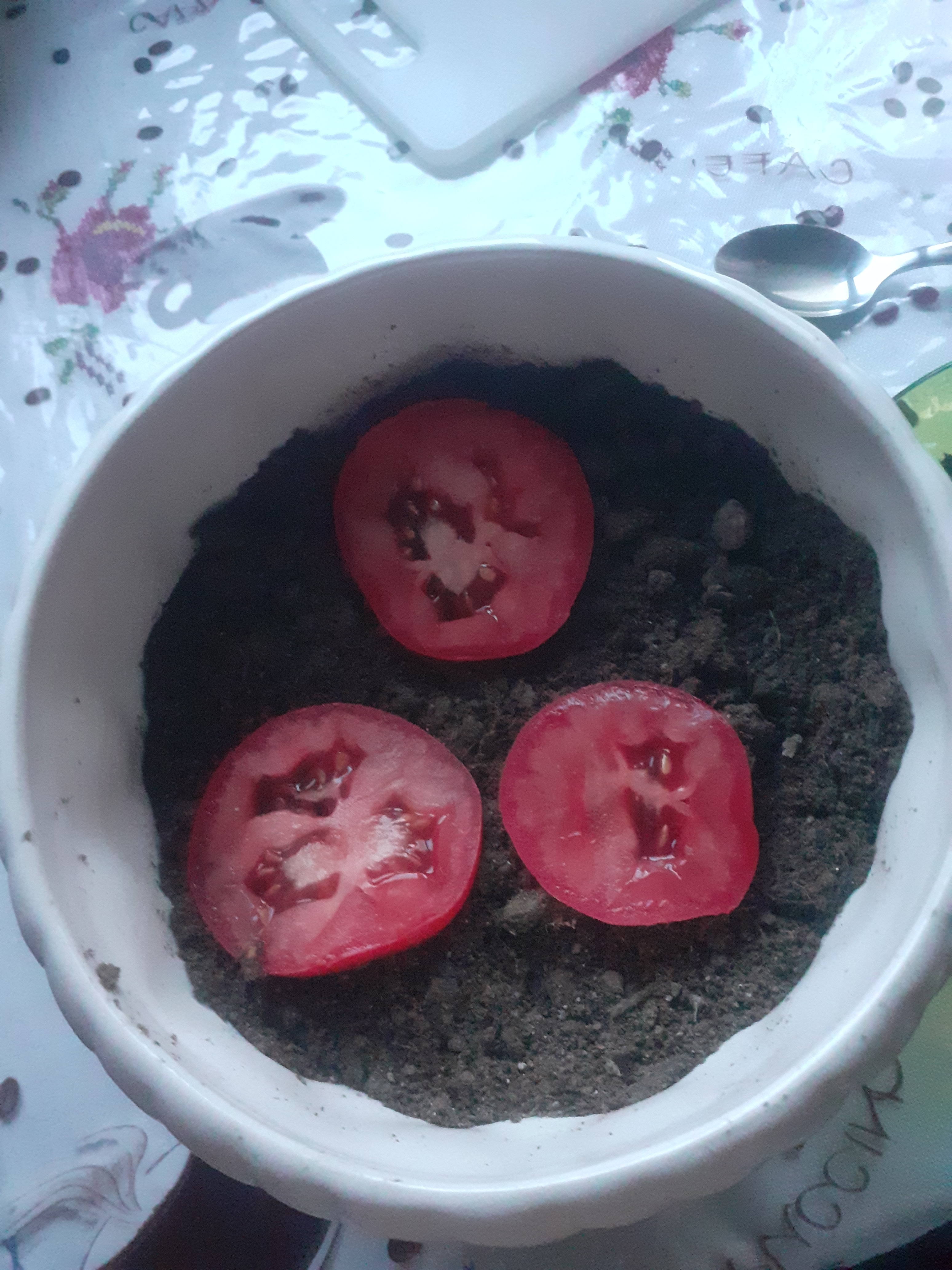 colocamos o tomate num vaso contendo terra