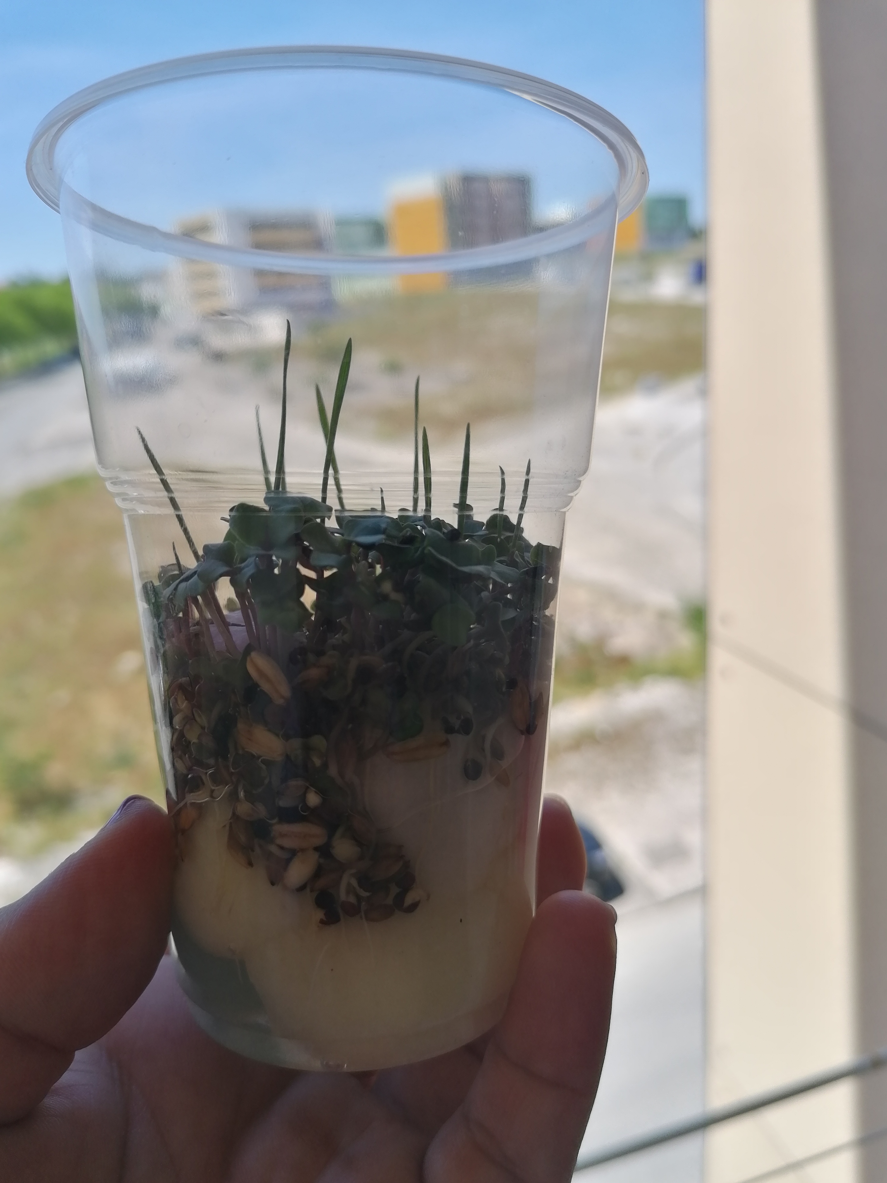 Evolução de sementes alpista semeadas num copo em algodão.
Evolução do crescimento de um morangueiro na minha varanda.