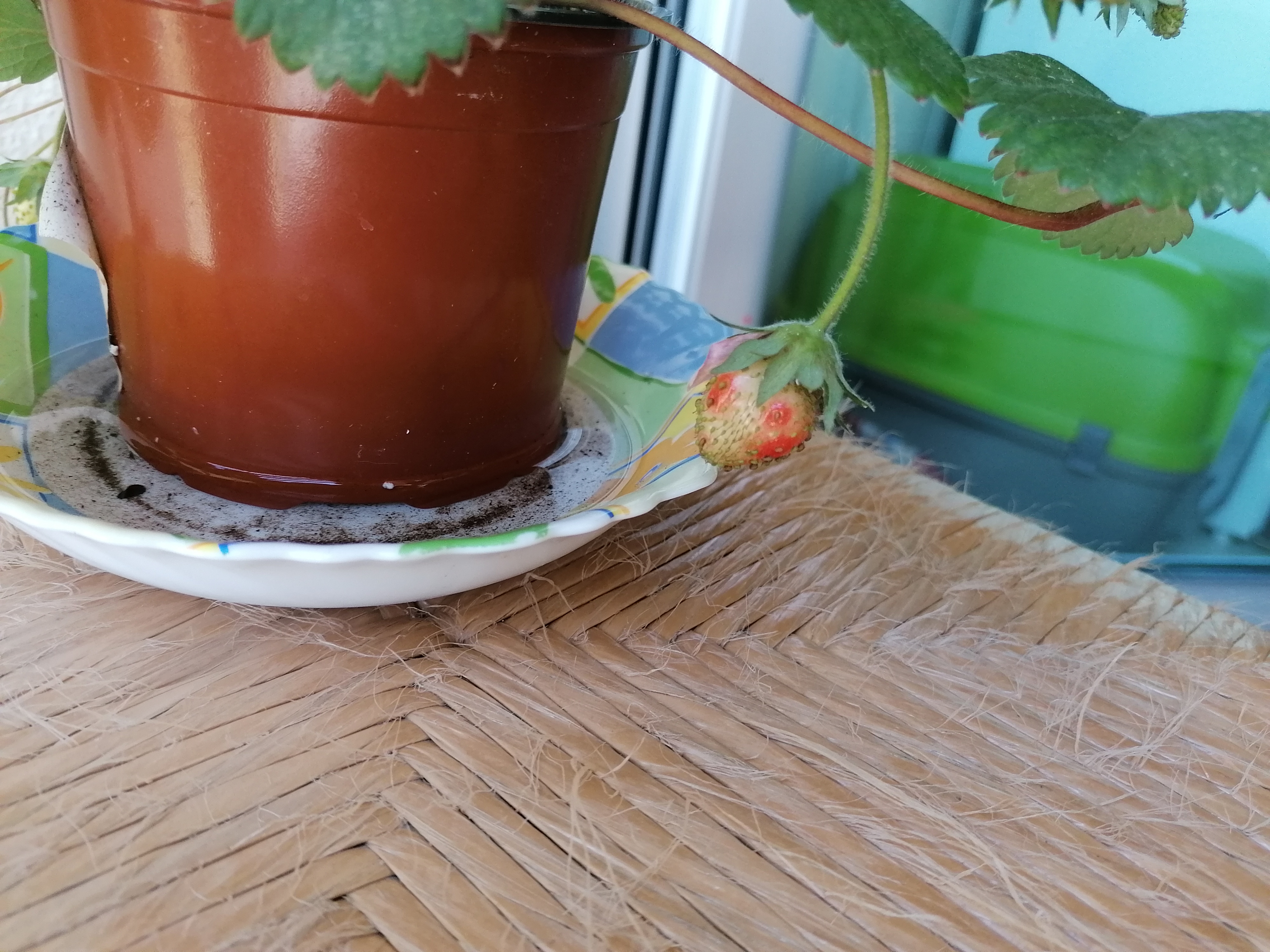 Evolução de sementes alpista semeadas num copo em algodão.
Evolução do crescimento de um morangueiro na minha varanda.