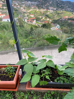 Crescimento da planta de feijão com 18 dias