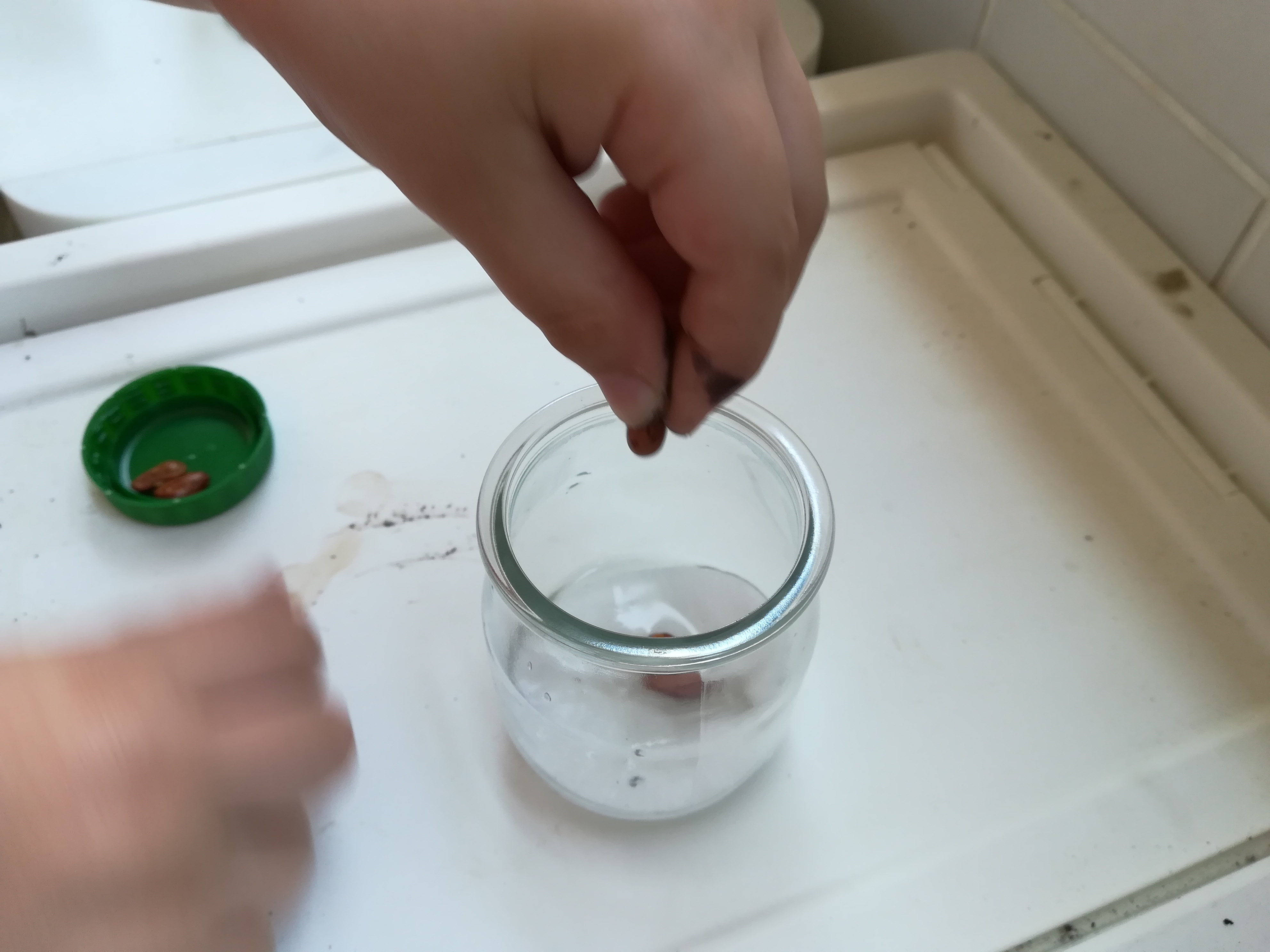 Colocação dos feijões no frasco