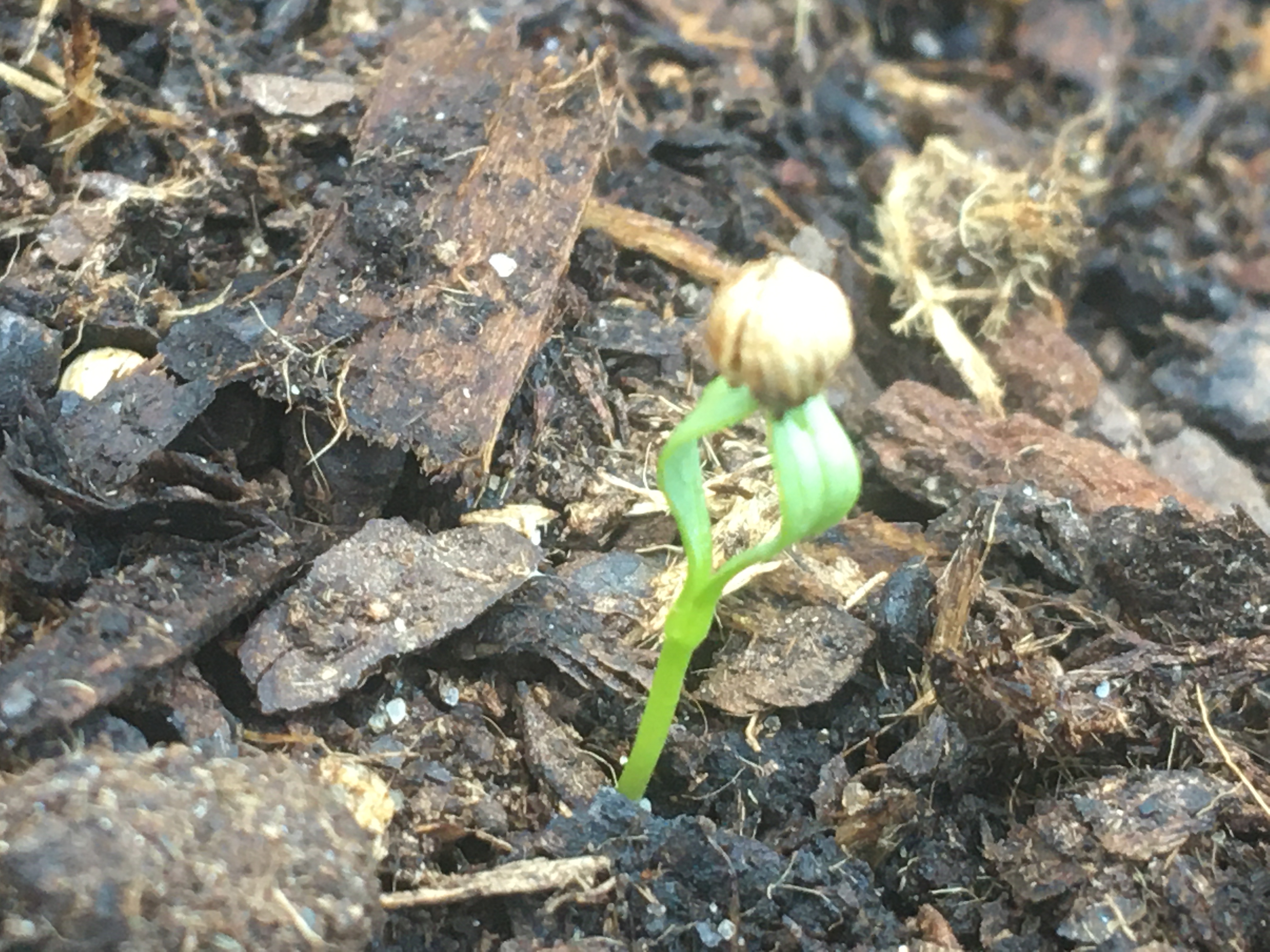 A semente germinou e já tem duas folhinhas mas não se parecem com os coentros.