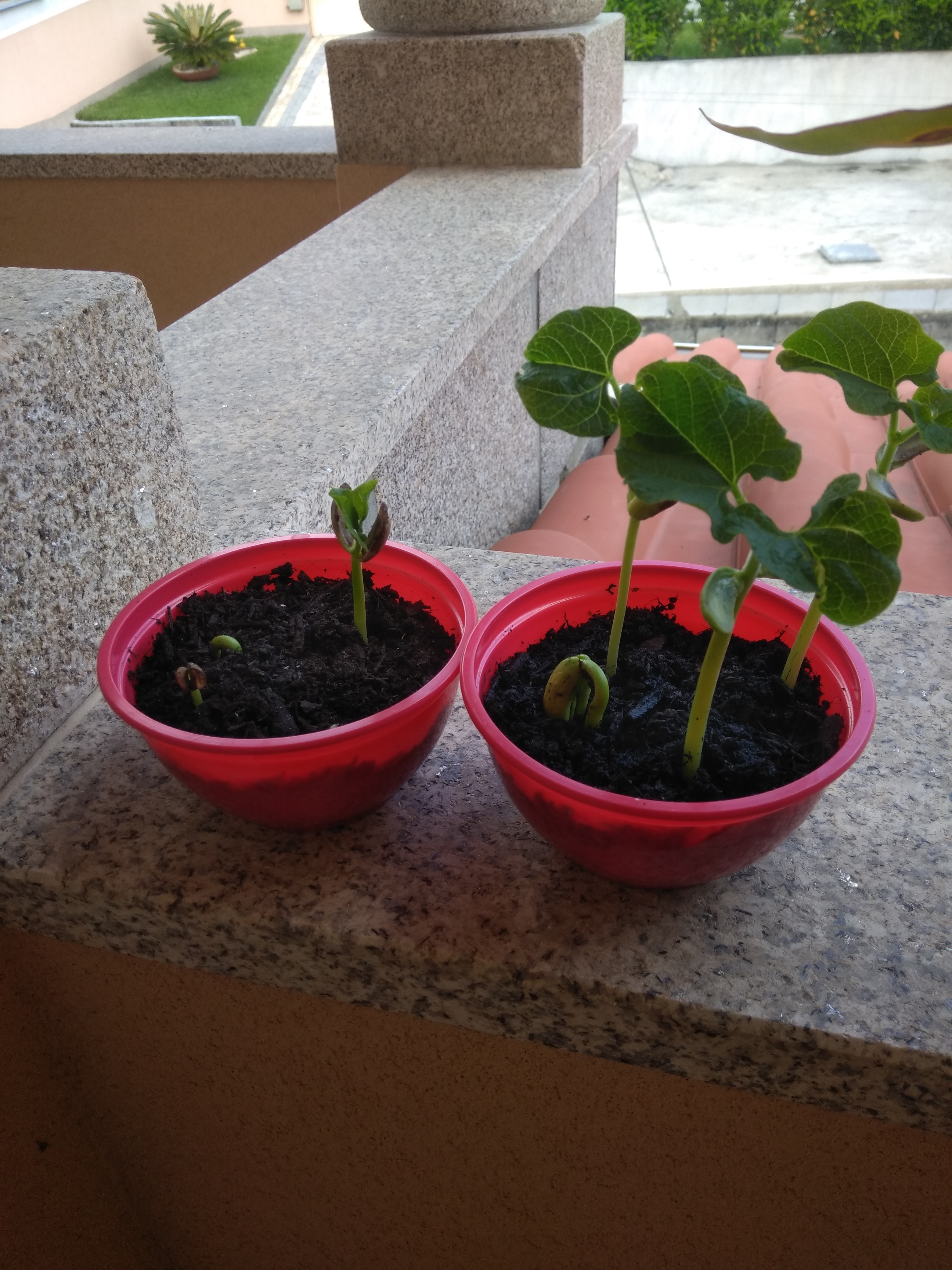 Feijão semeado em taças e com diferenças no seu crescimento