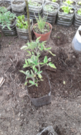 Plantação de tomate já com o caule e folhas e vendo-se já a plantação de outras horticolas em garrafões