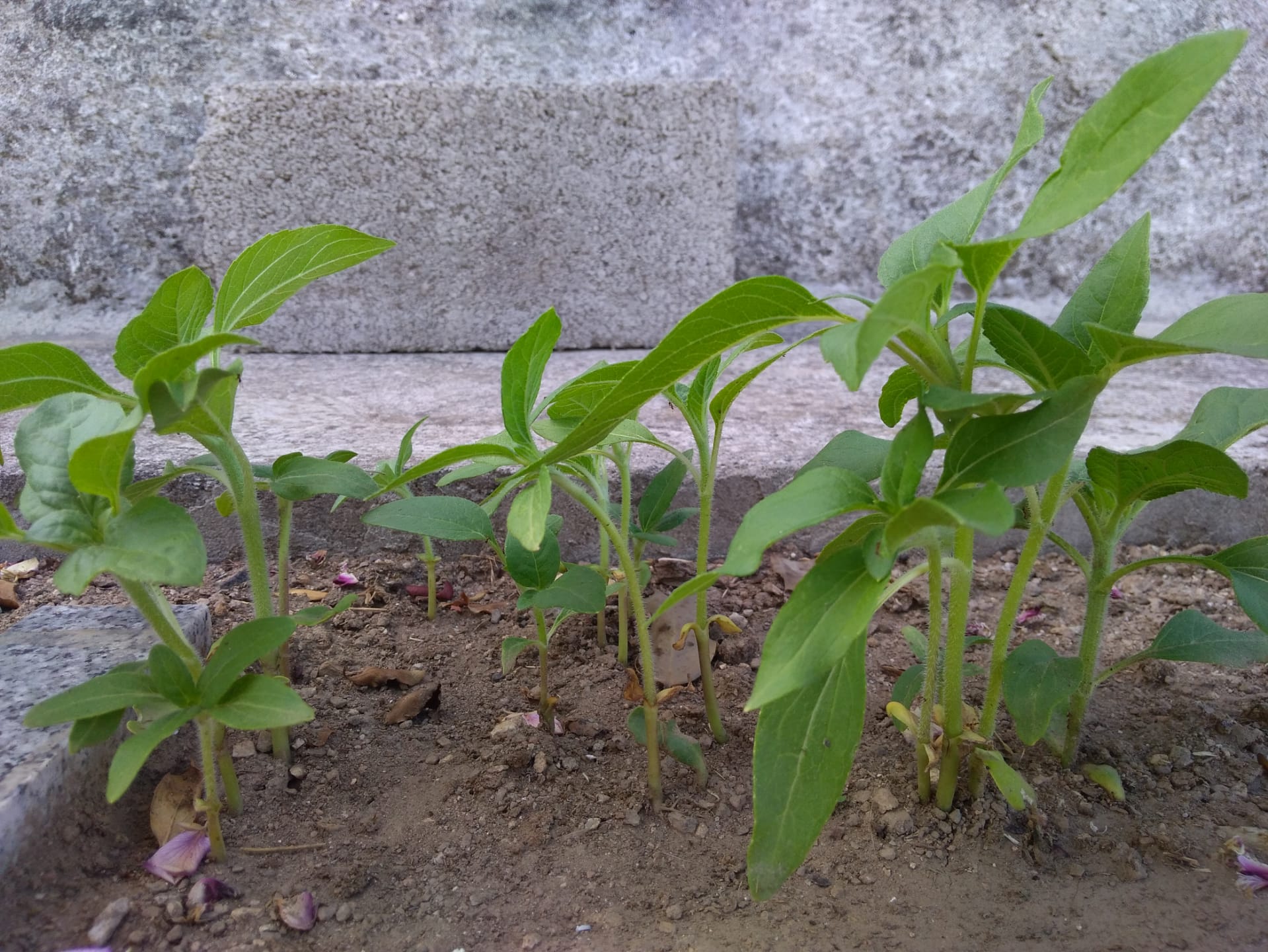 planta do girassol (4 semanas)