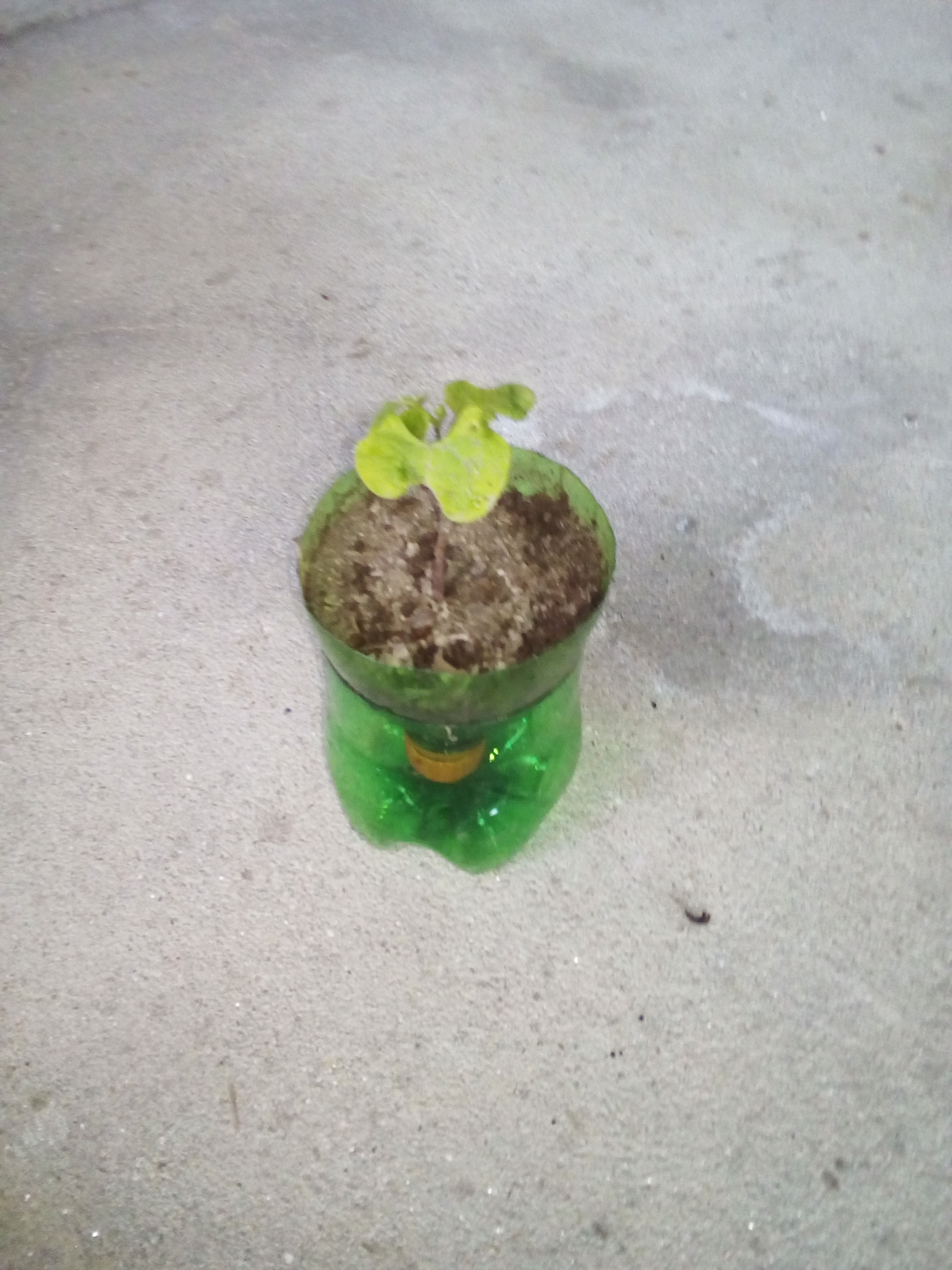 A planta já cresceu e agora tem duas folhas. Ela mede 7 cm.