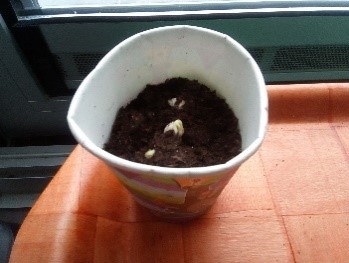 1ª Semana - Ervilha:Colocação da semente de ervilha na terra e aparecimento da plântula.