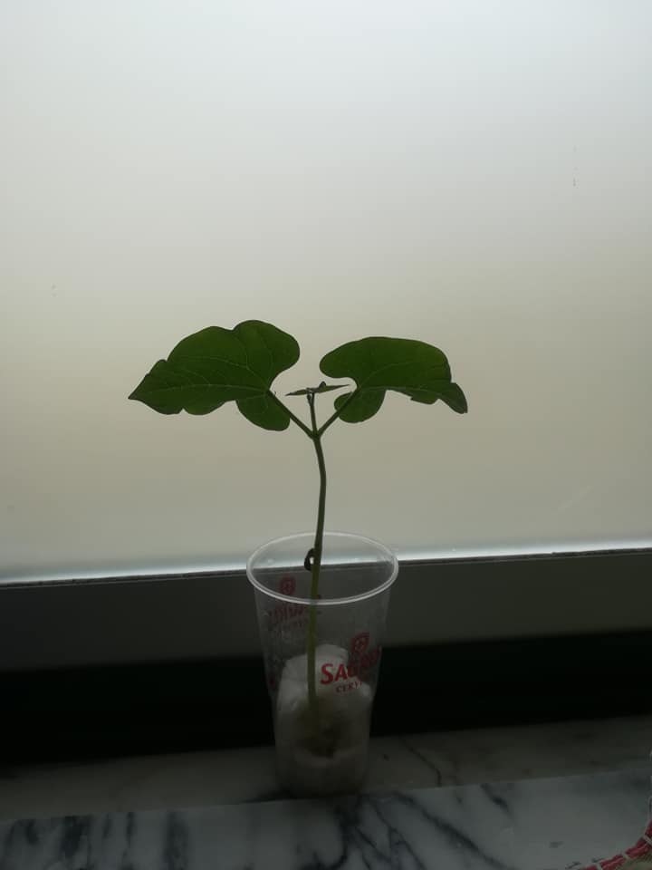 Crescimento da Planta