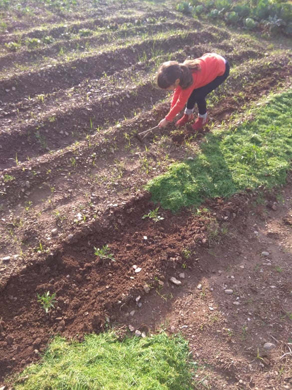 cavar o solo para colocar tomate, alface e batata