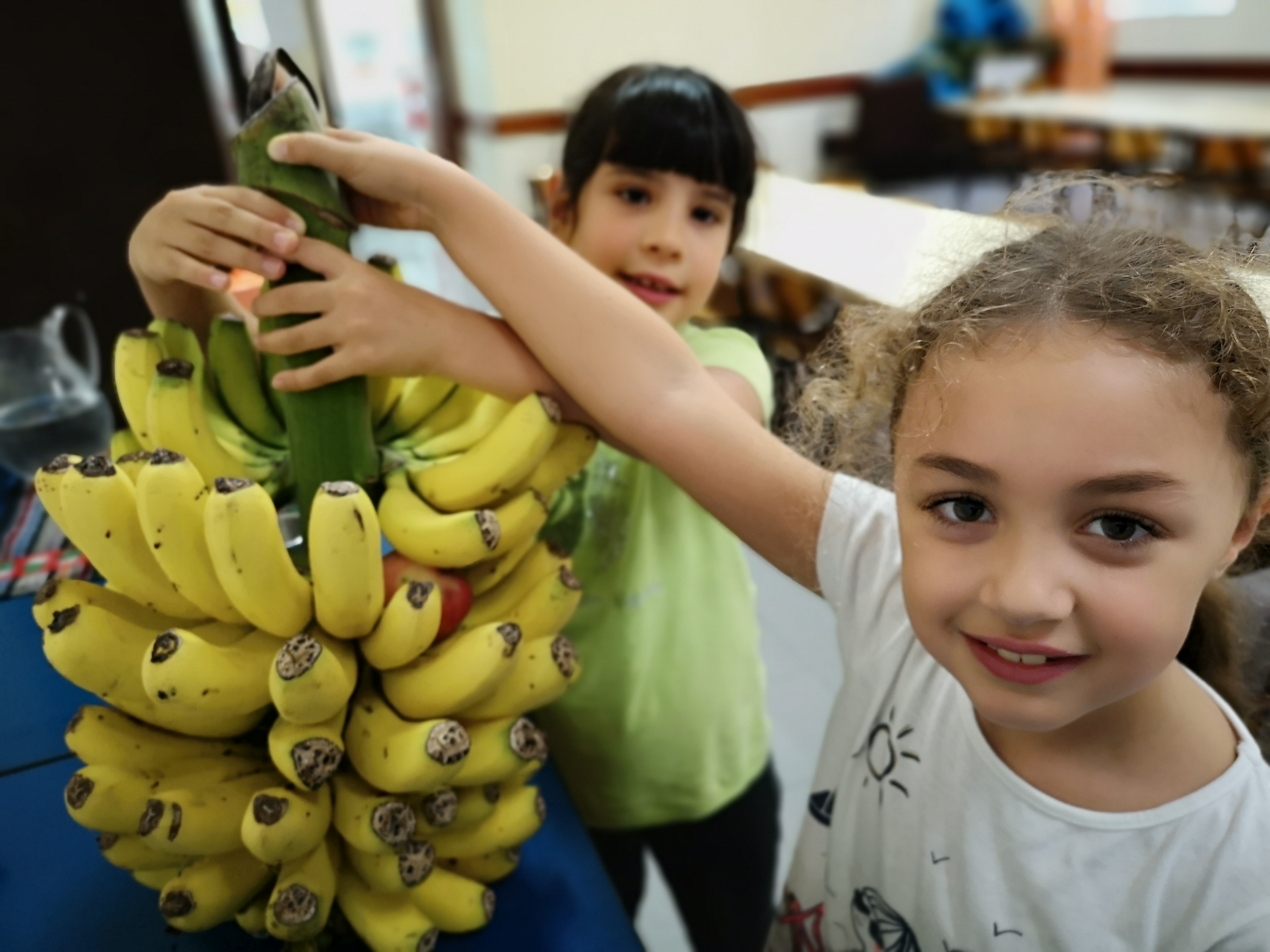 Cacho de bananas prata para distribuir pelos alunos ao lanche