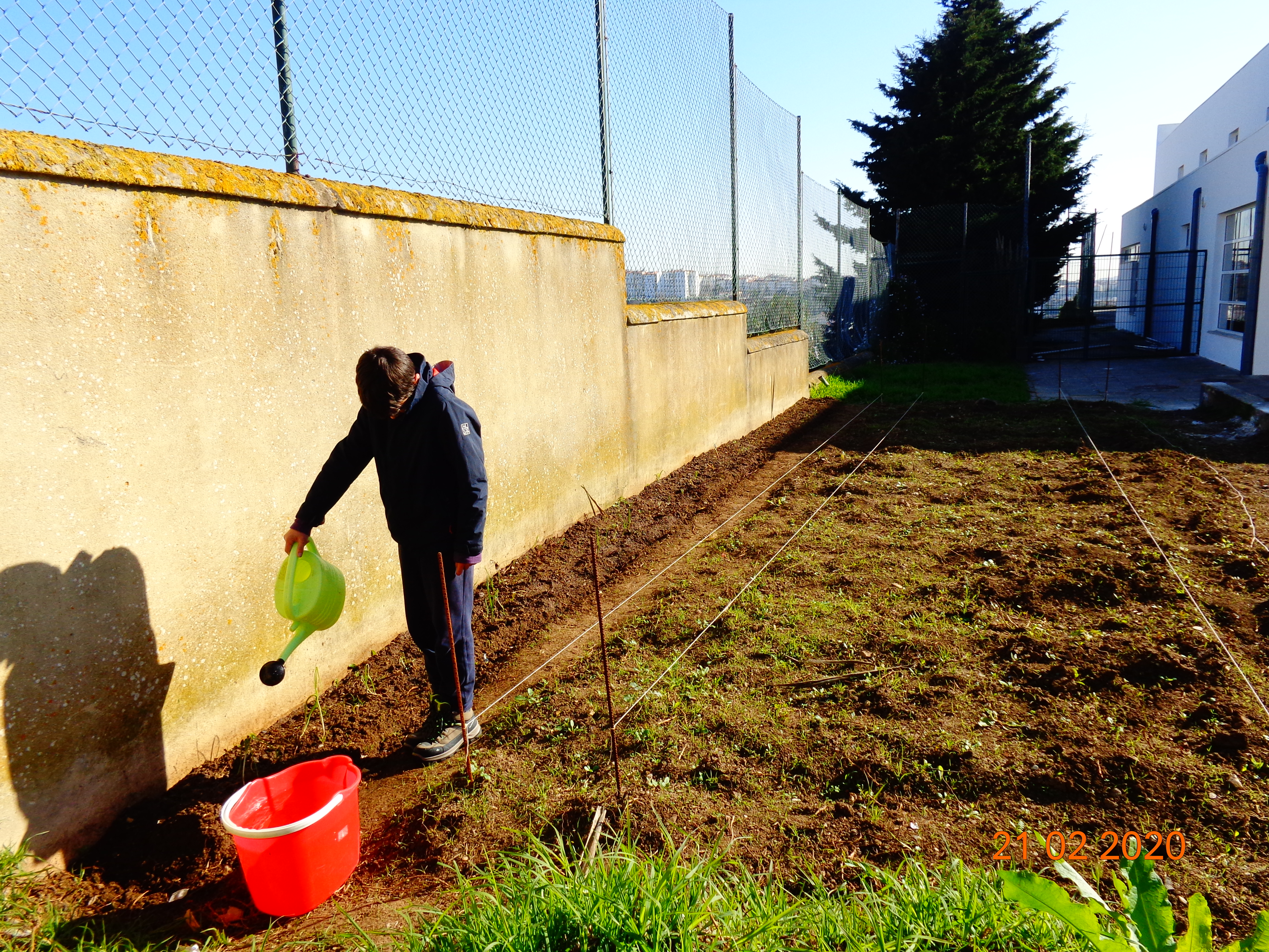Um aluno  do 6º ano experimentando pela primeira vez um regador com ralo cheio de água, para regar uma fileira de alhos semeados na nova horta, junto ao pavilhão desportivo, iniciada em outubro passado (21/2/2020).