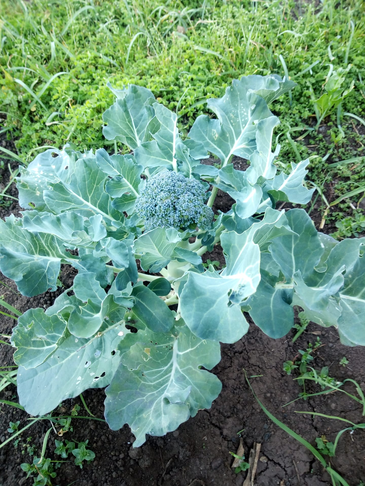 Os brócolos também já estão prontos para colheita.