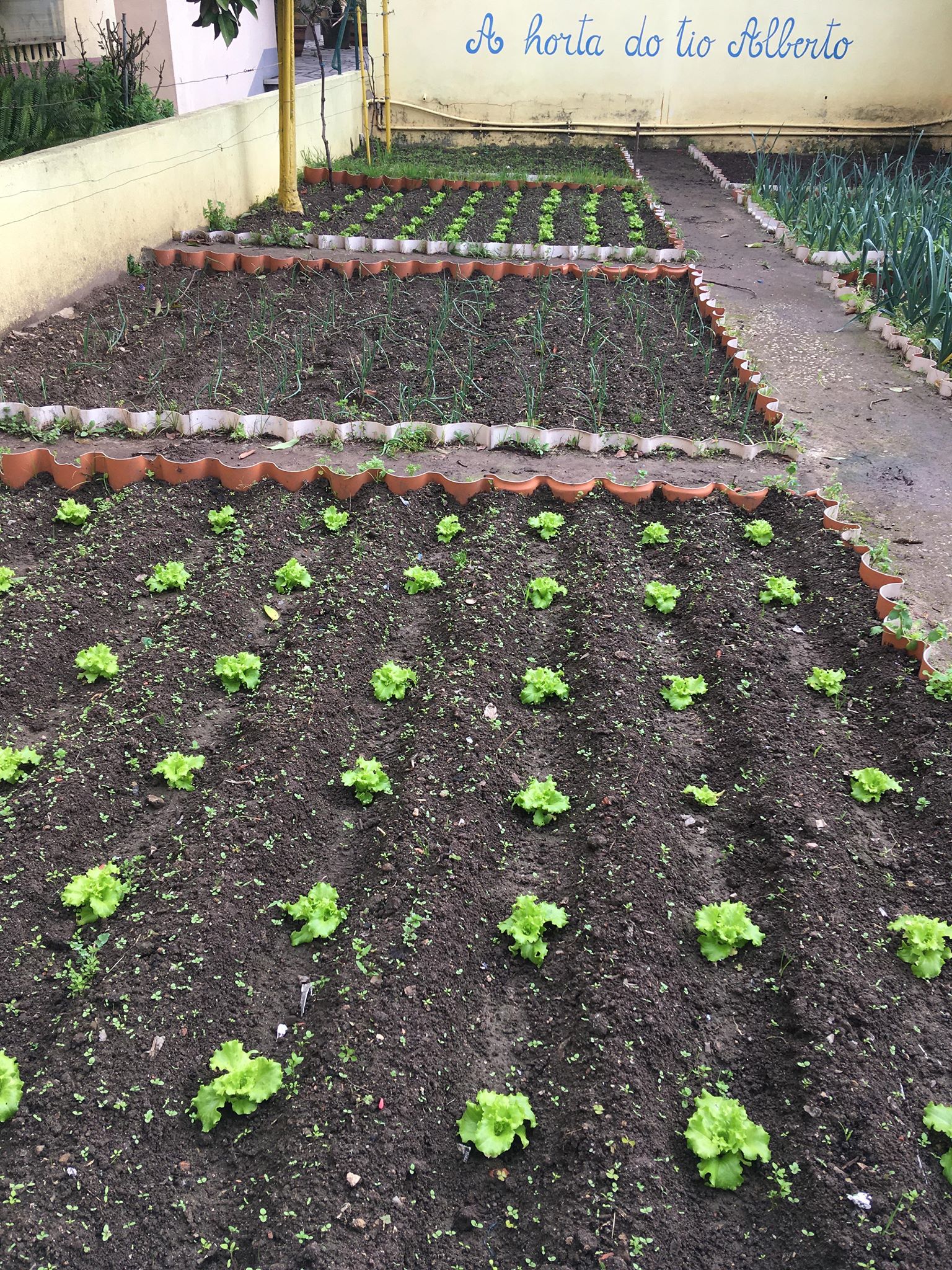 Na nossa horta, semeamos alfaces. Quando estiverem prontas para colher, serão consumidas no nosso refeitório.