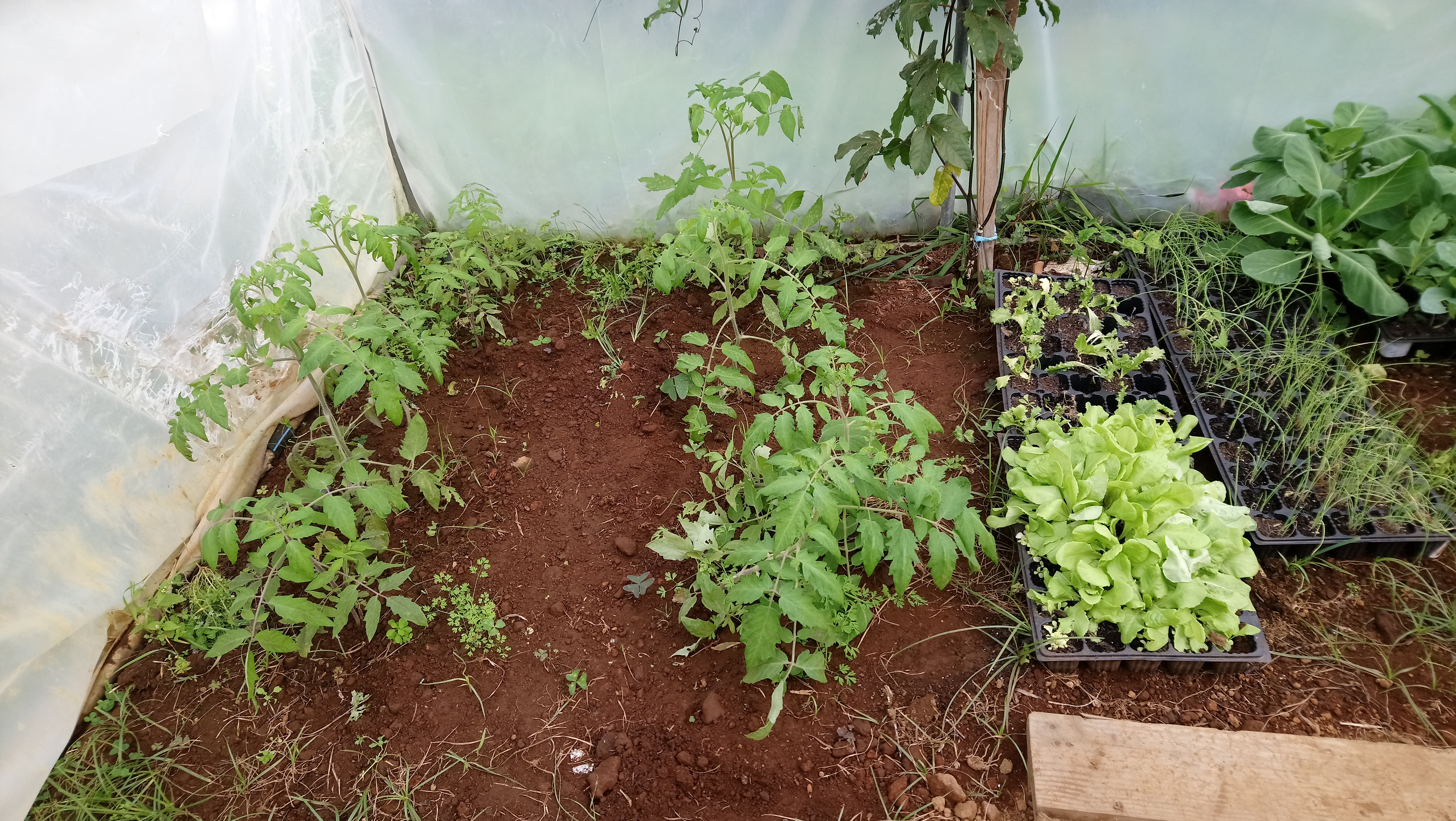 Tomateiros plantados