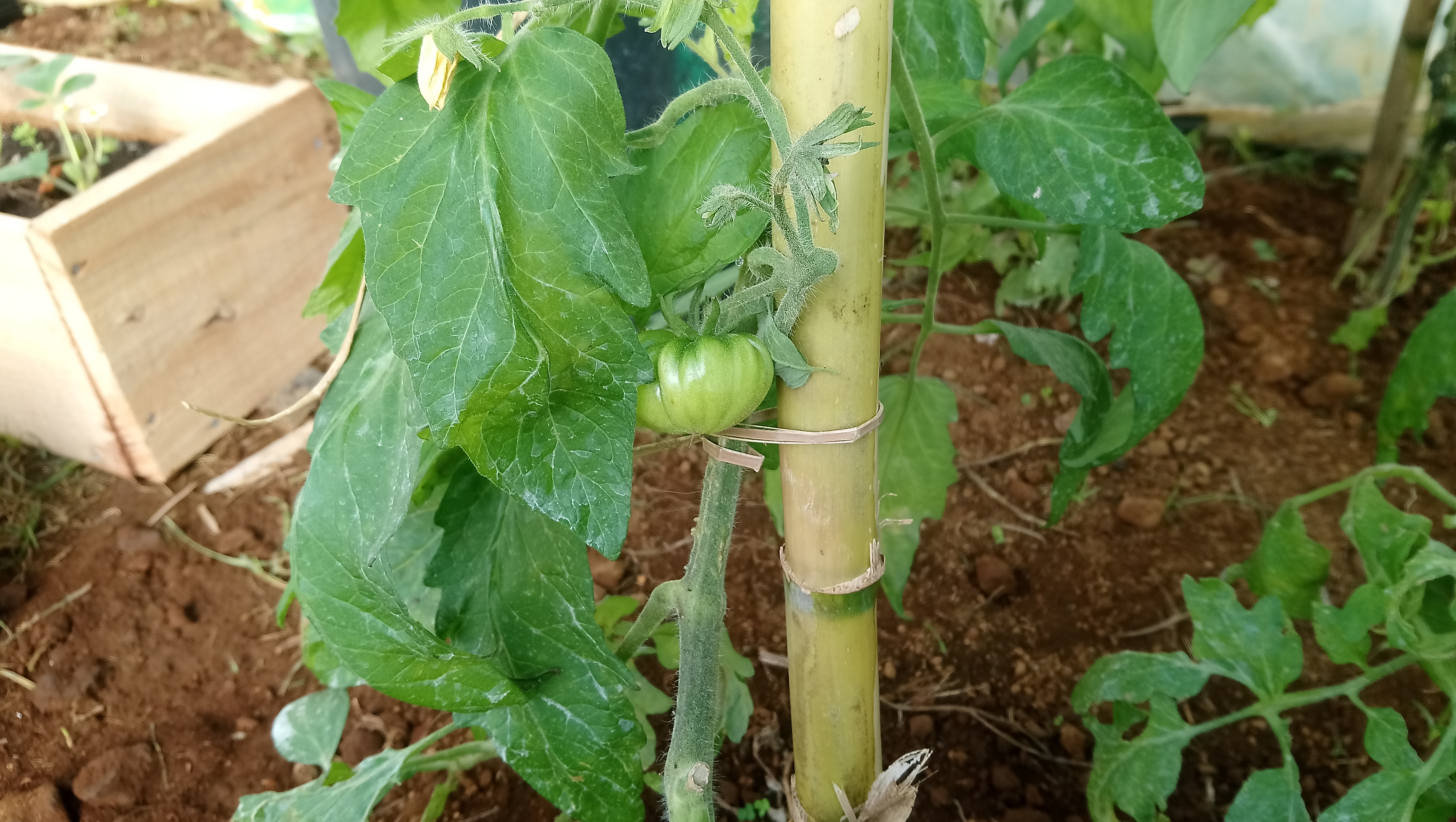 Tomateiros em crescimento