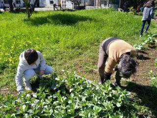 A professora de Cidadania e Desenvolvimento e um aluno, o Nelson, estão a arrancar as ervas daninhas (monda) que estão a tirar os nutrientes às favas.