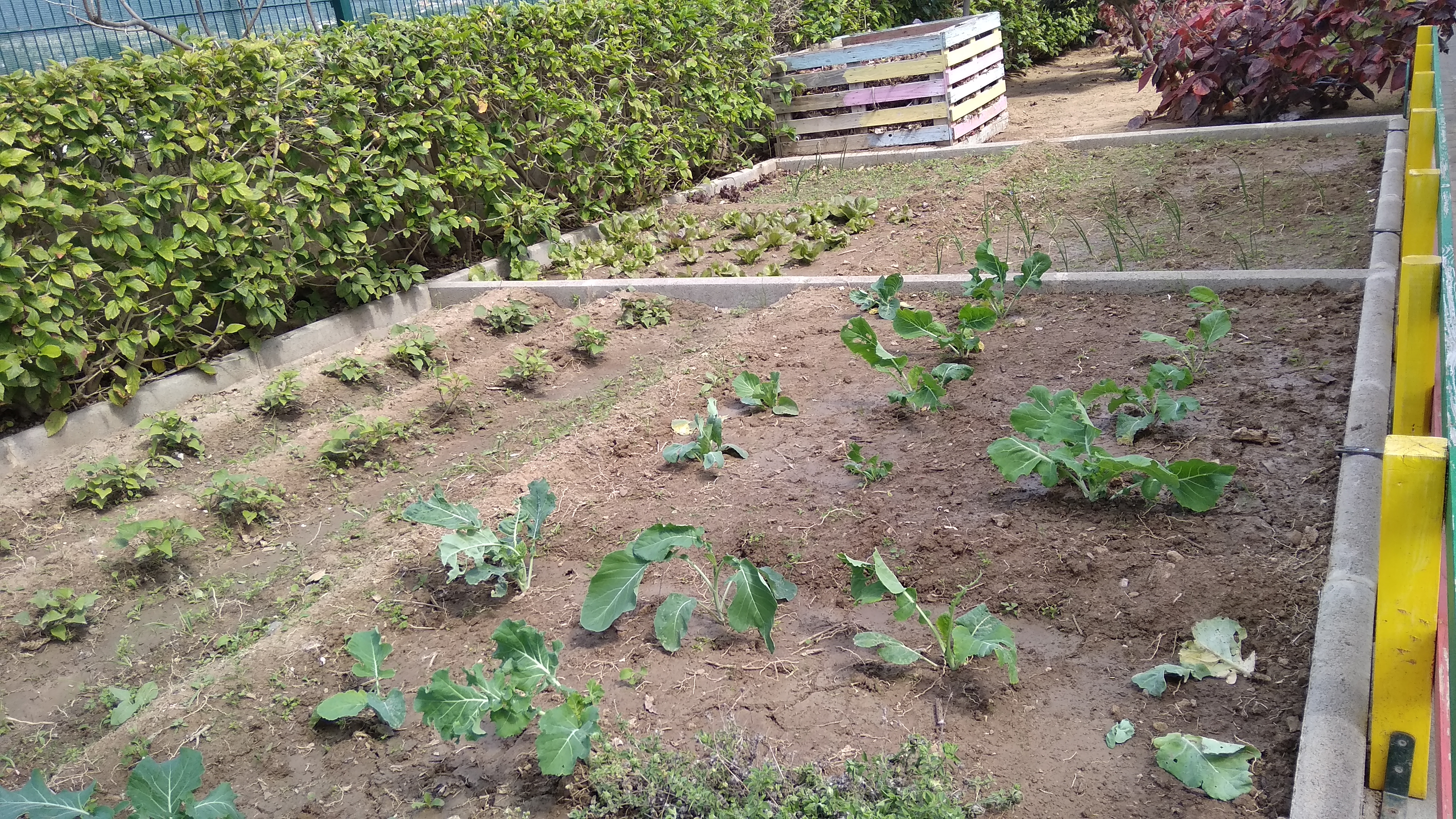 Horta com os produtos hortícolas - canteiros com batata doce, couve, cebolinho e alface (produtos na fase de crescimento)