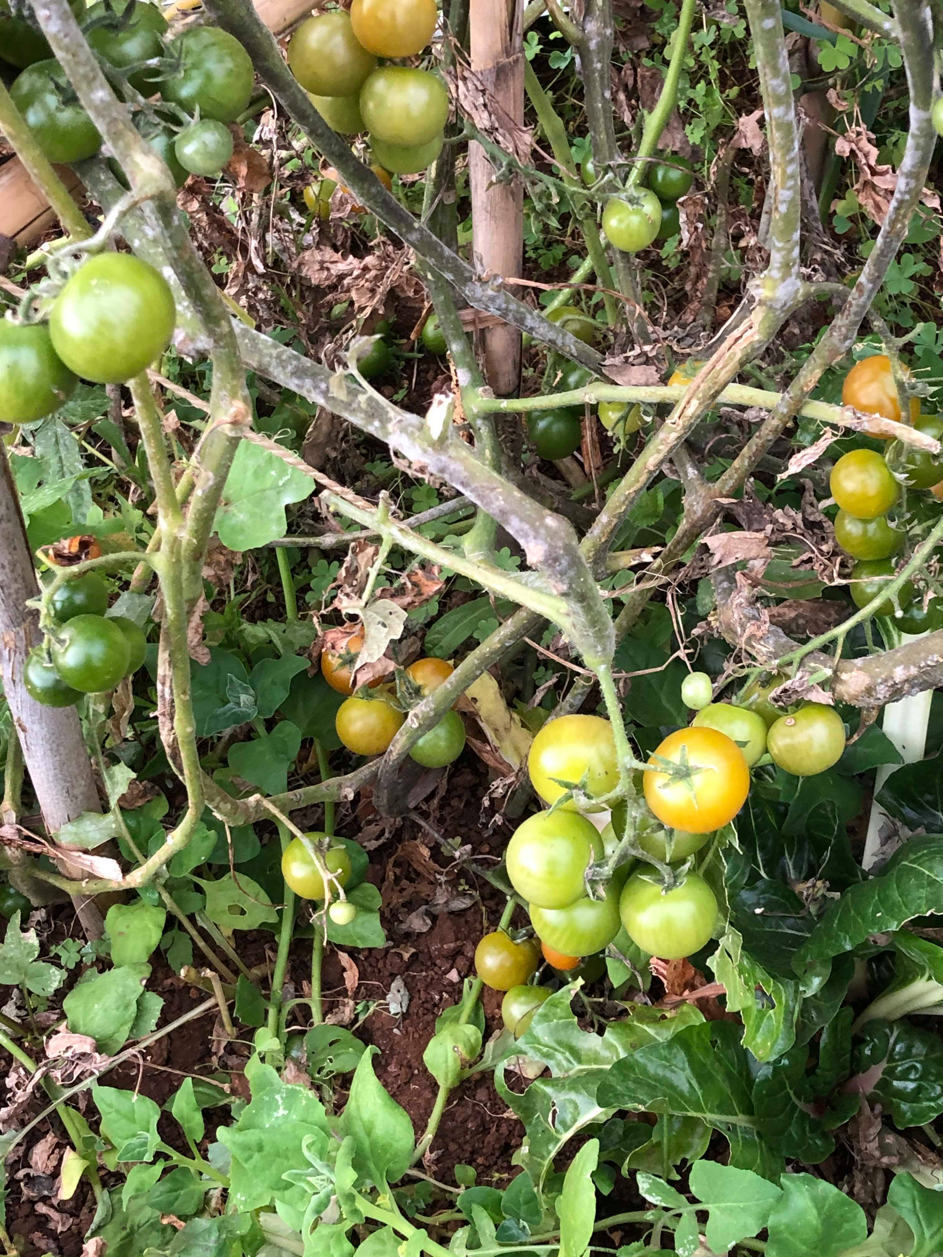 Os nossos tomatinhos bio!