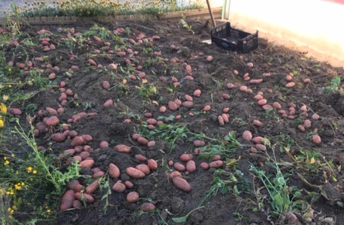 Maio de 2020 – Batatas arrancadas.