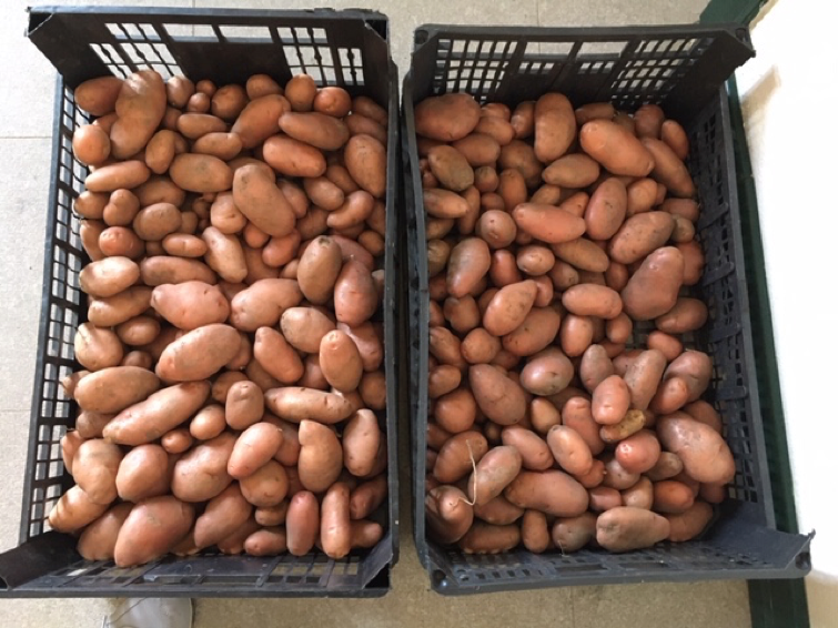 Maio de 2020 – 19 Kg de batatas apanhadas e doadas a elementos da comunidade.