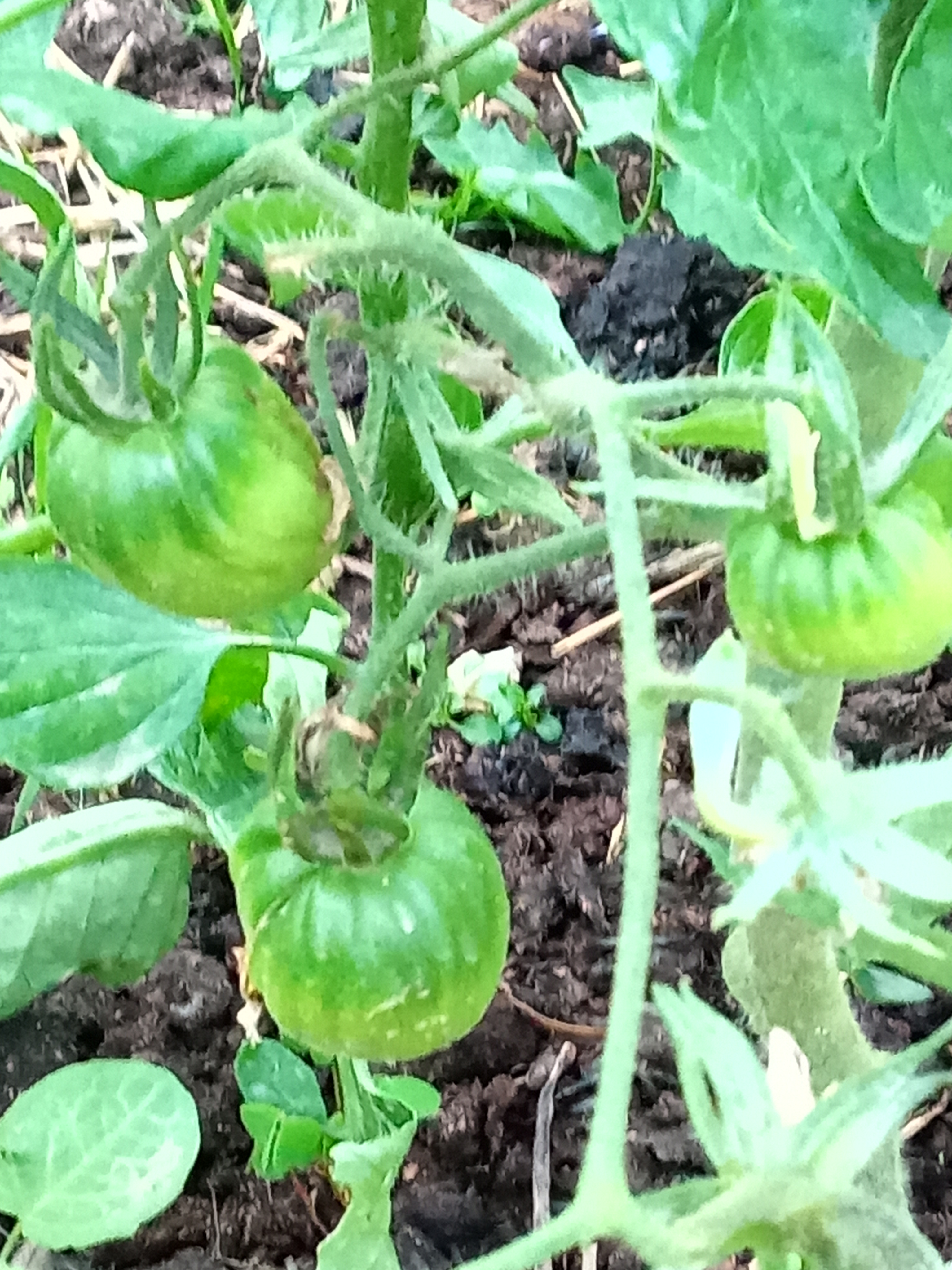 O tomate cresceu muito, viva o calor.