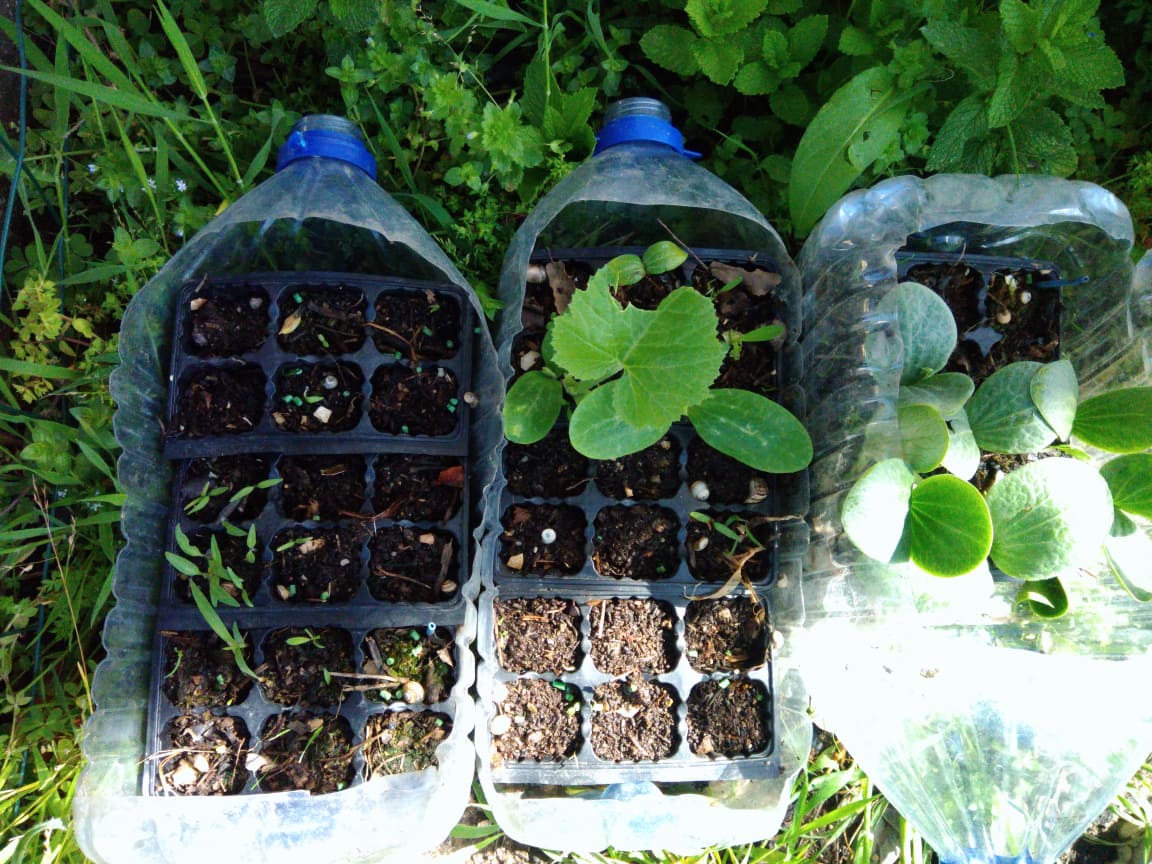 Resultado da sementeira de tomateiros, abóboras e courgettes para transplante na horta