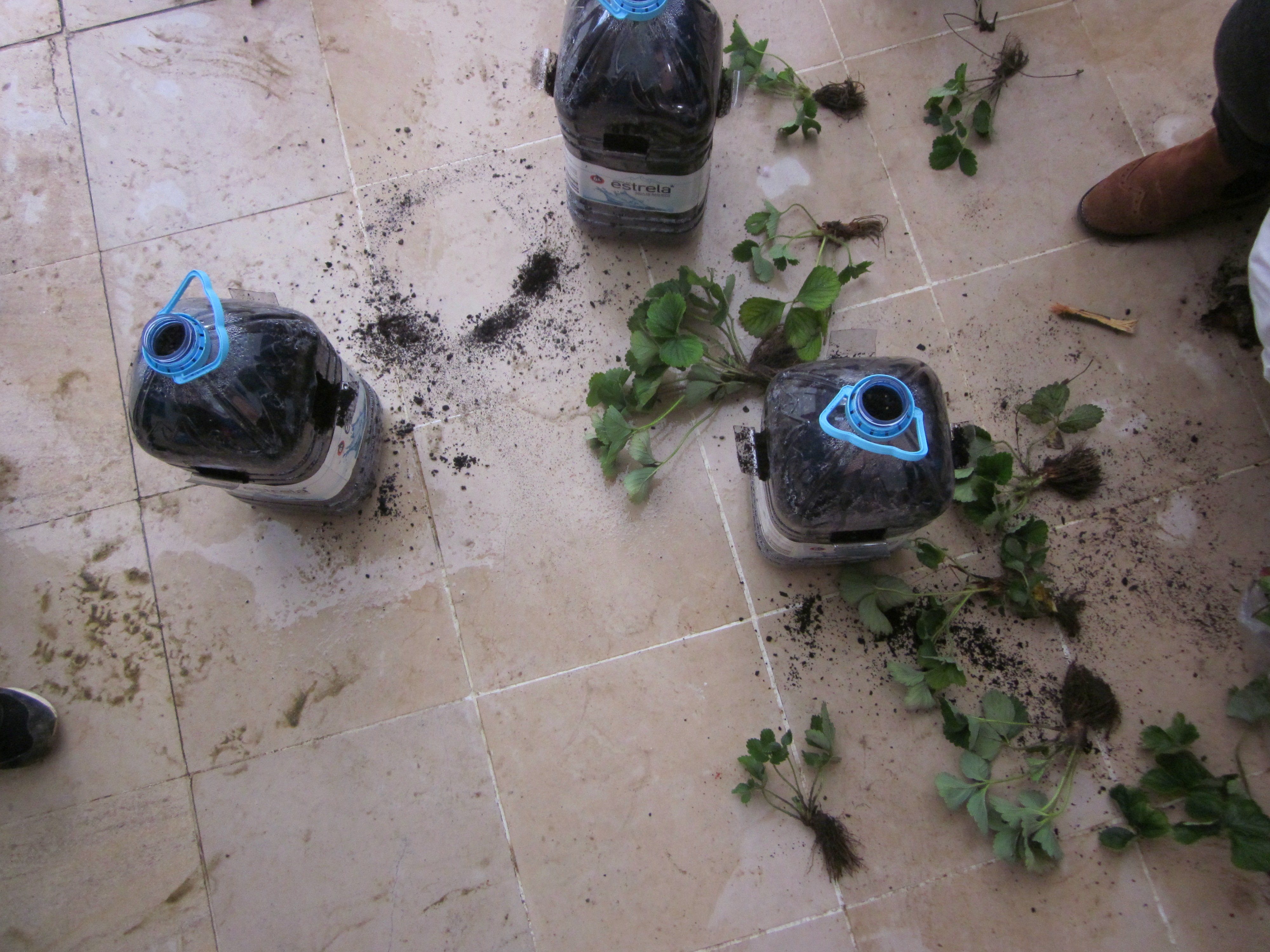 JI Raposa - Plantação de morangueiros em garrafões de plástico