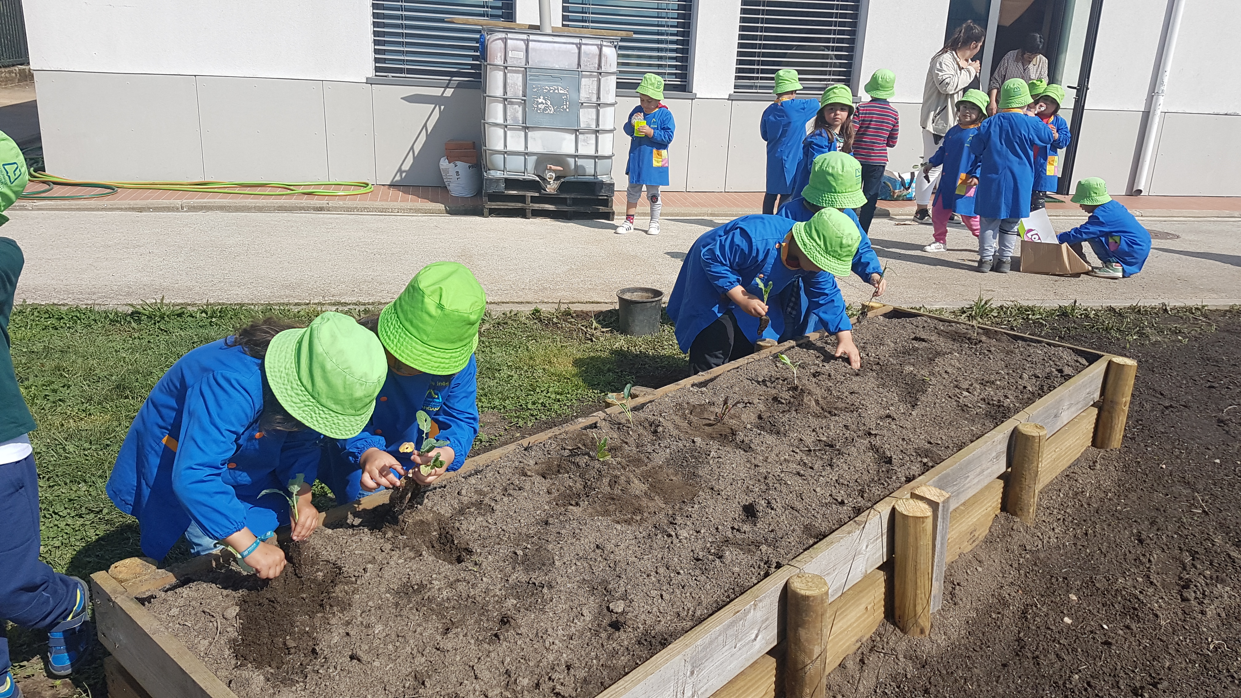 Inicio da horta com a plantação realizada pelas crianças ( semeadas nos germinadores)