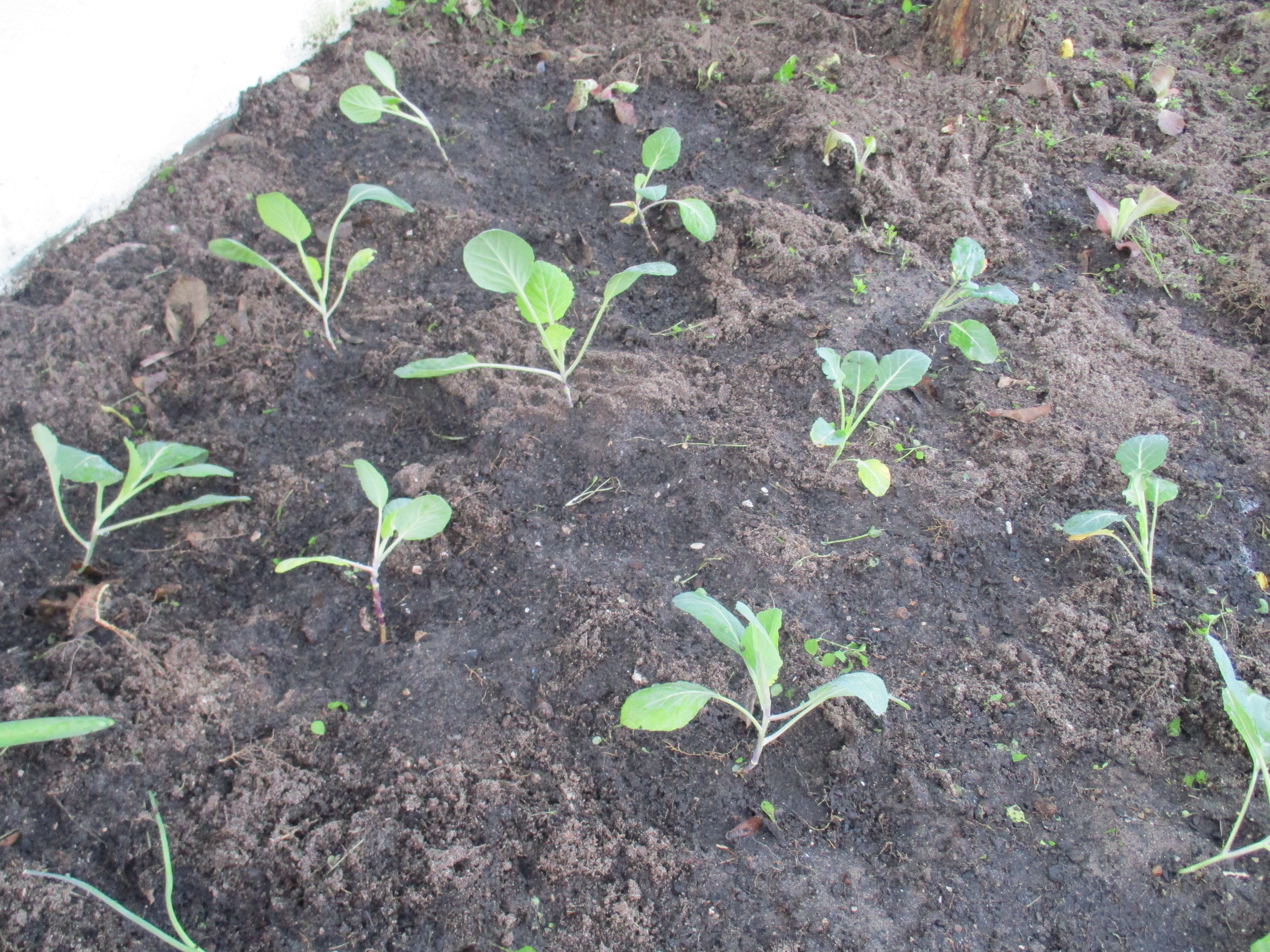 Couve portuguesa, bróculos e repolho semeámos