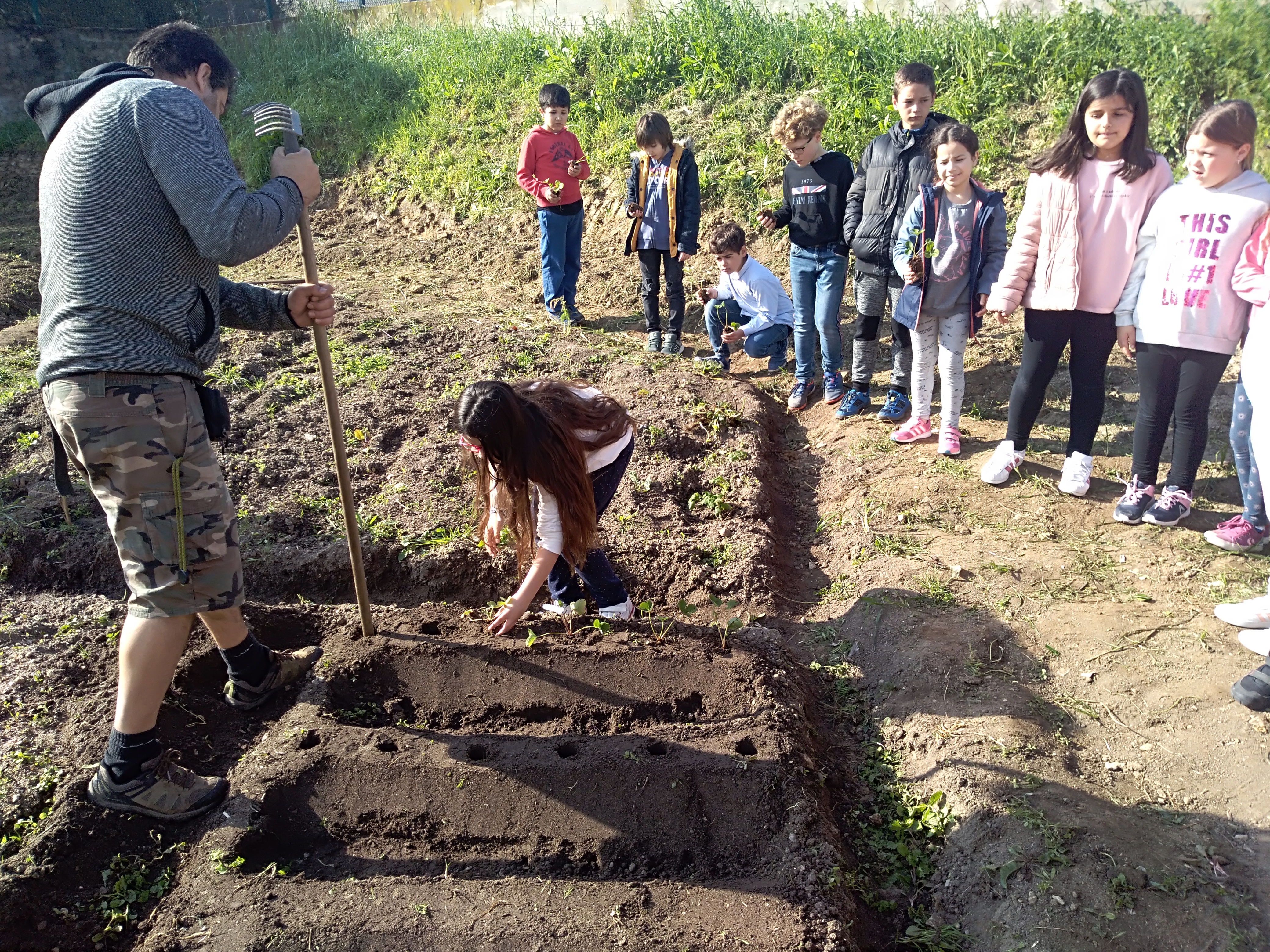 Colaboração de um encarregado de educação numa atividade de plantação de morangos.
