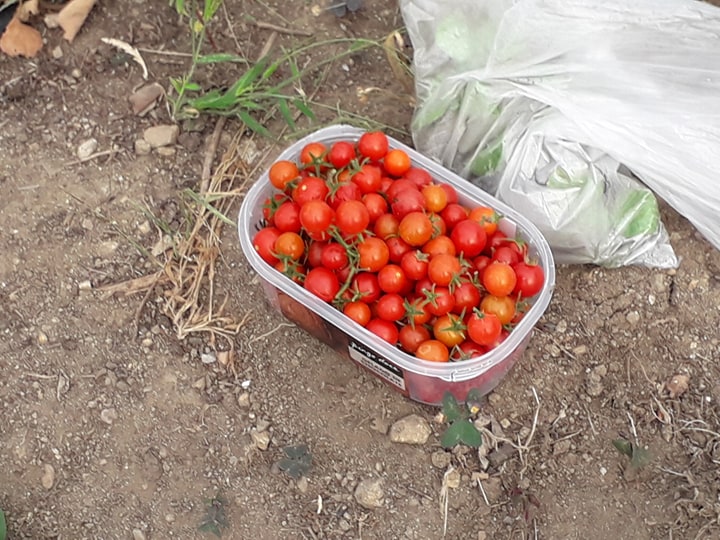 Quantidade de tomates cereja colhidos antes da remoção dos tomateiros já envelhecidos.
