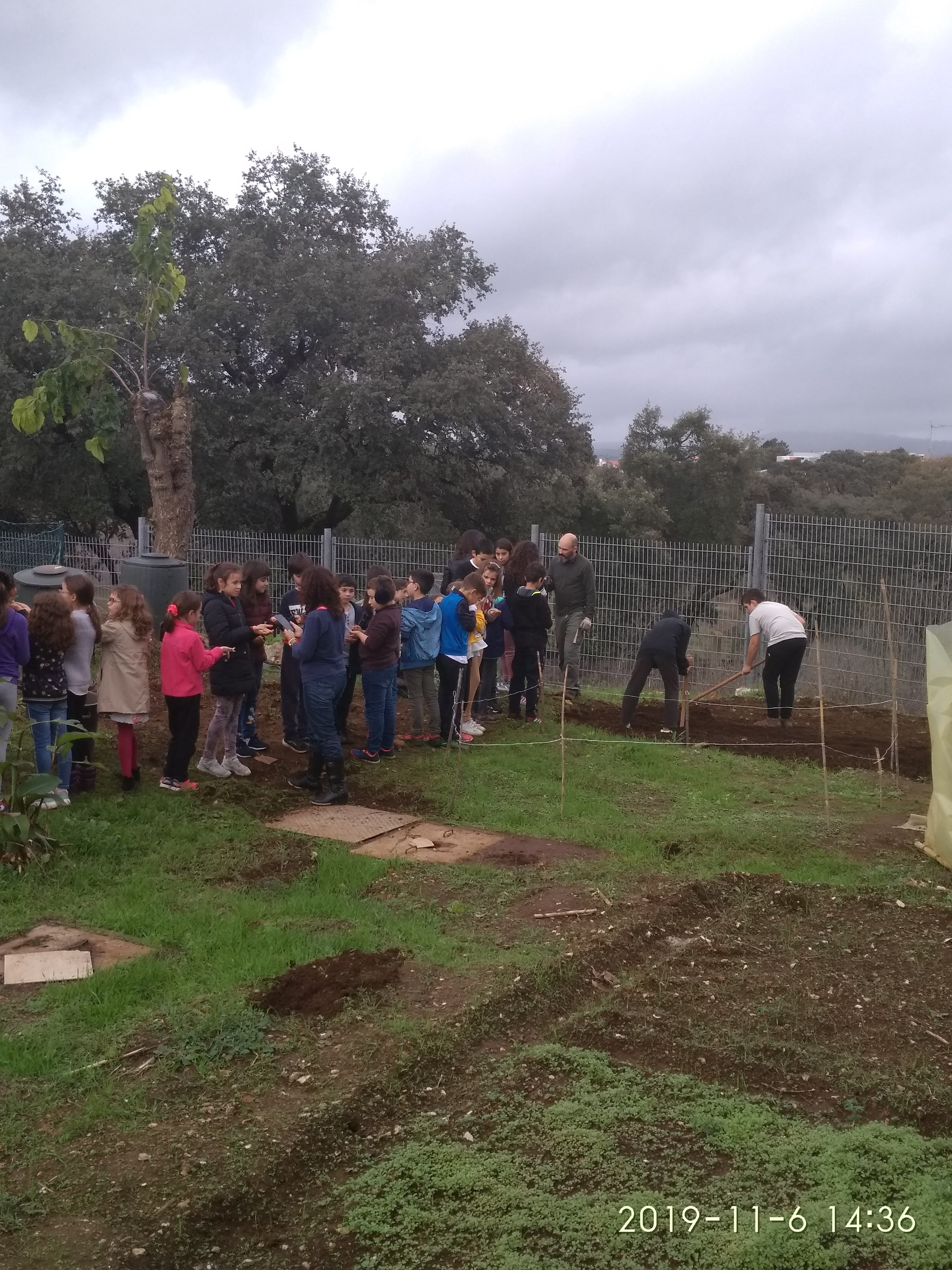 Alunos do 4.º ano ajudam os alunos do Clube de Ciências a plantar na horta culturas de leguminosas desenvolvidas em viveiro (faveiras, tremoceiros e ervilheiras).