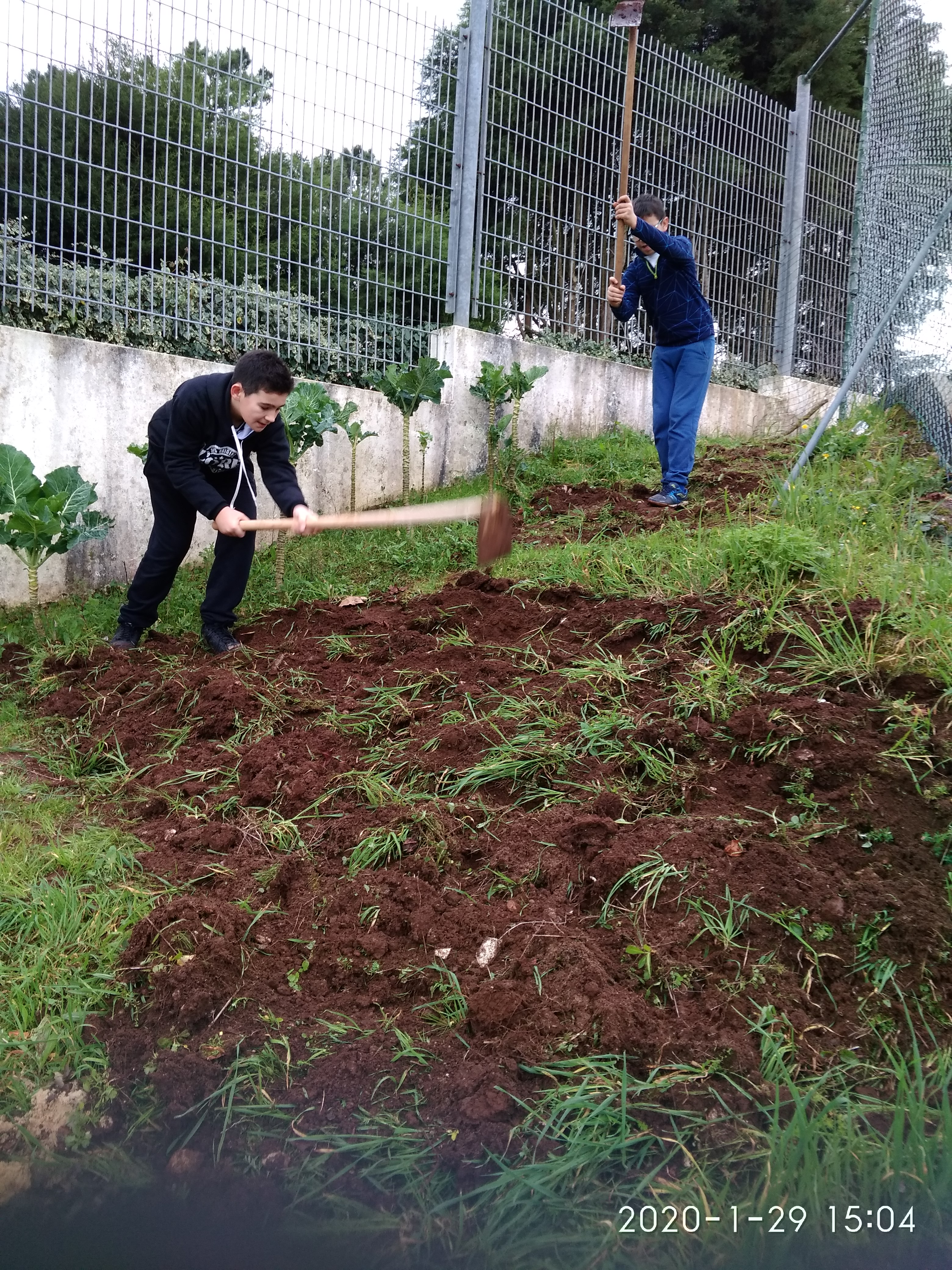 Preparação do terreno  por alunos do 2.º ciclo para a cultura de rúcula e ervas aromáticas.