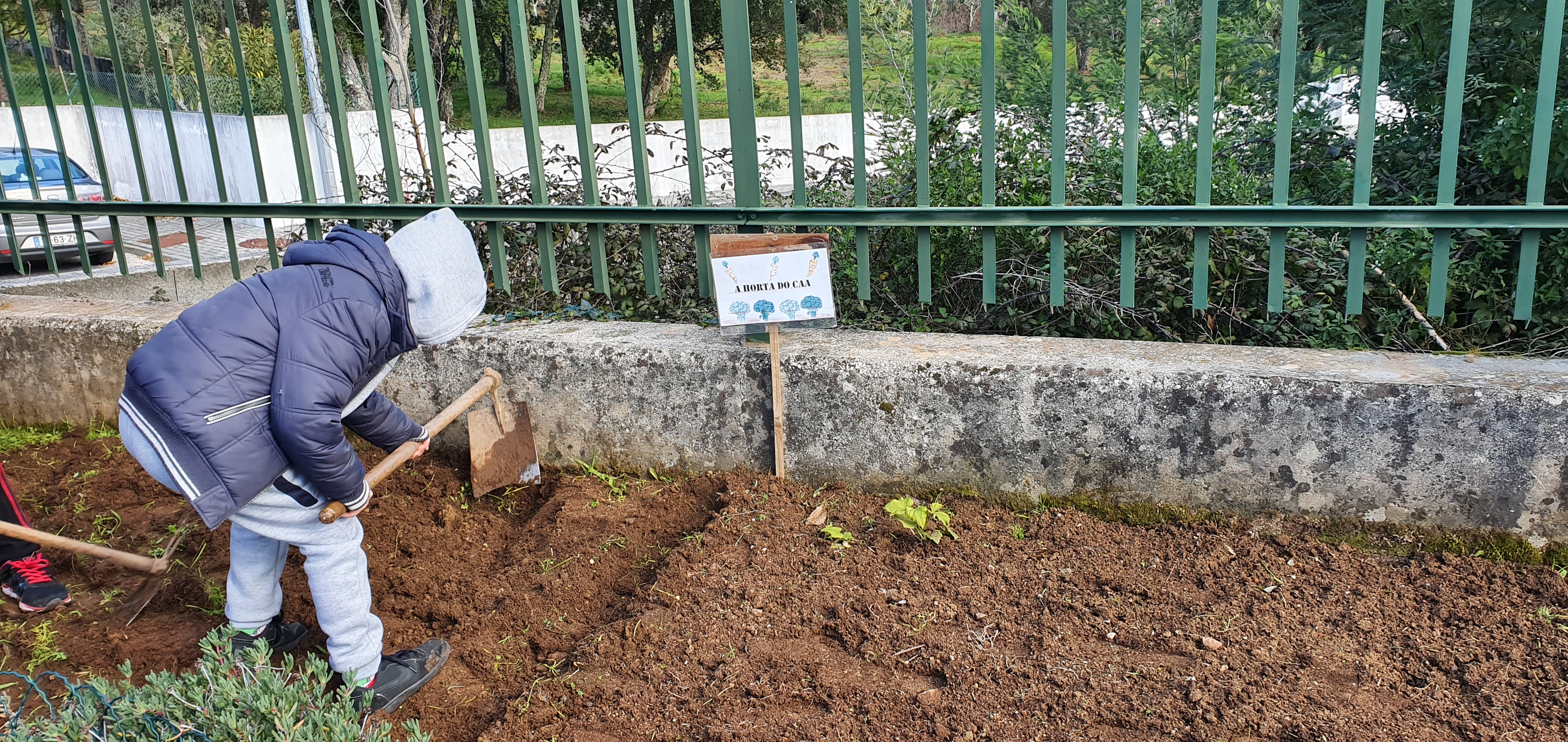 O Inicio da horta - os alunos trabalham a terra abrindo  os regos para  a sementeira da batata, com a ajuda de uma enxada.