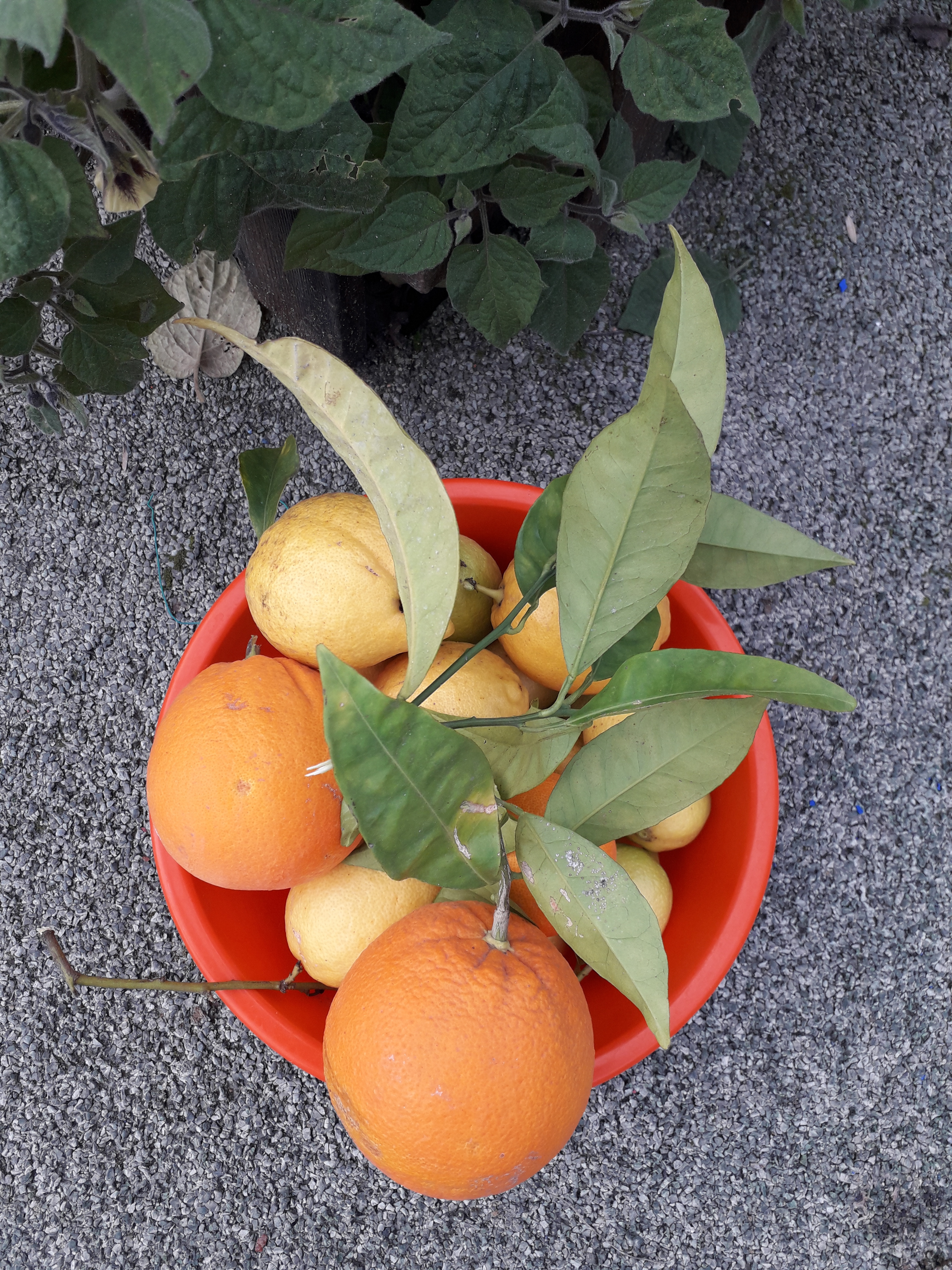 Apanhando laranjas