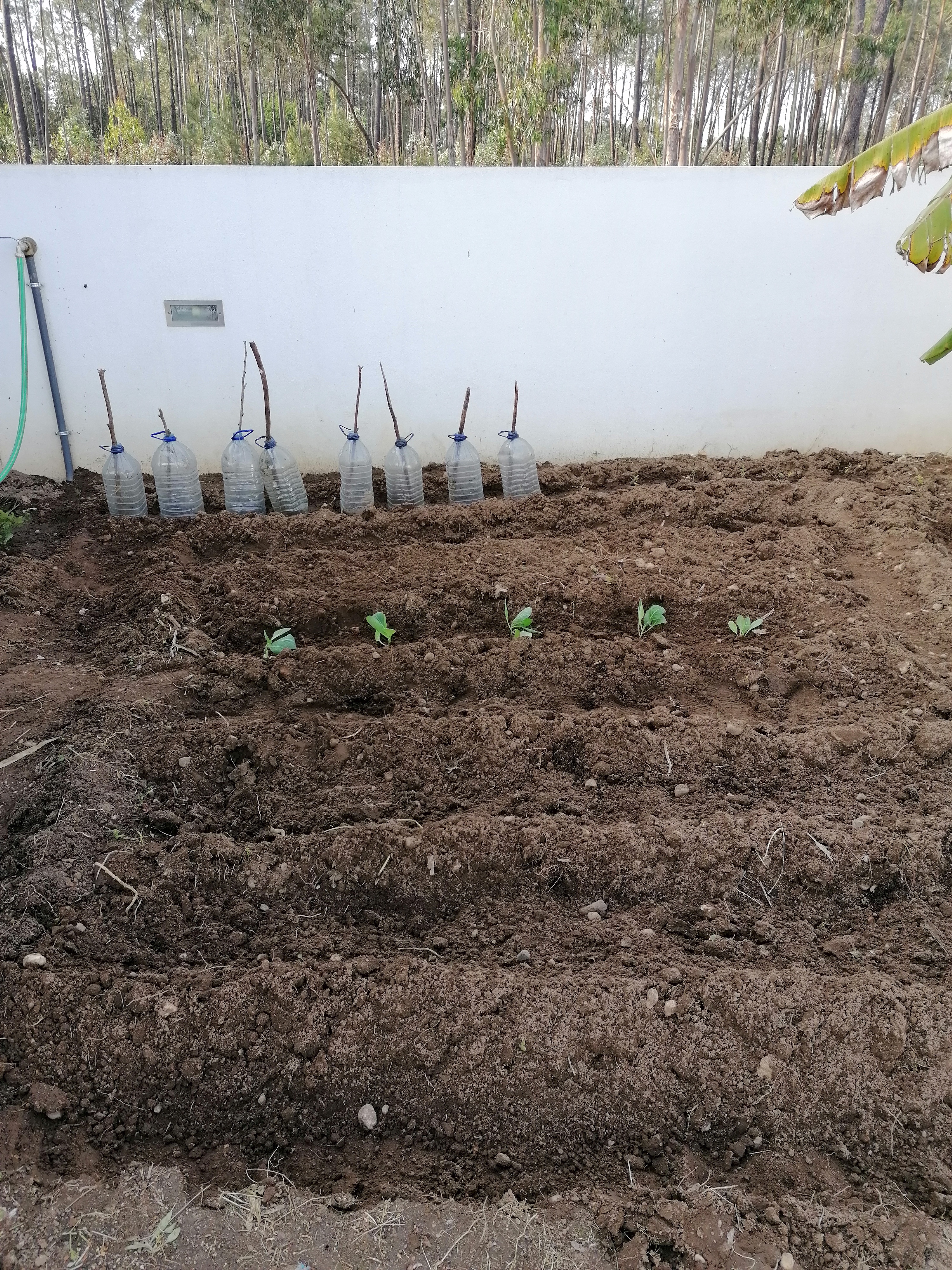 Início da plantação no mês de março de vários vegetais, desde alfaces, couve-flor, couve-roxa, bróculos, tomates.