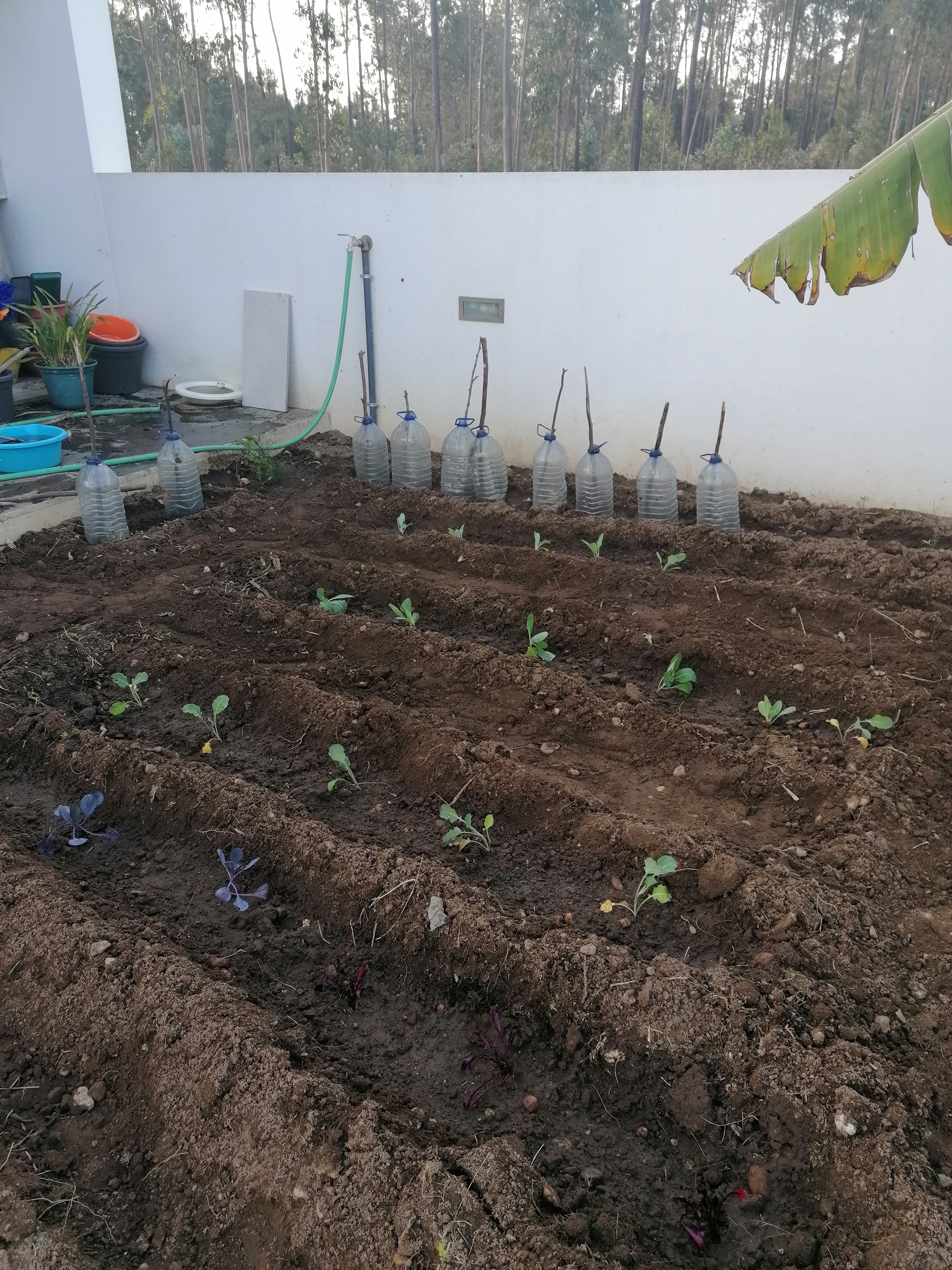 Início da plantação no mês de março de vários vegetais, desde alfaces, couve-flor, couve-roxa, bróculos, tomates.